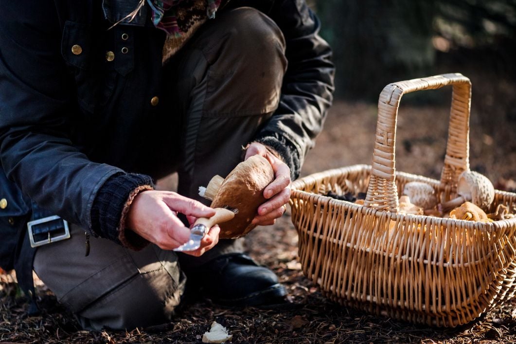 A forager cleaning mushrooms, which are in a basket next to him