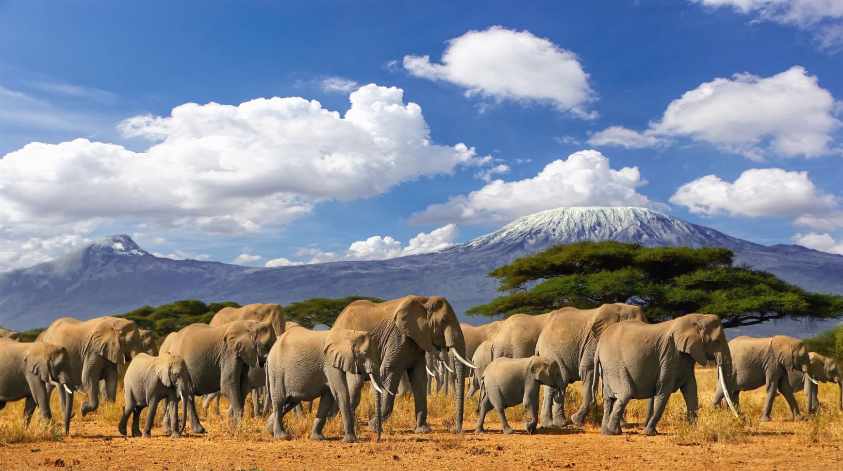 A herd of elephants in front of Mount Kilimanjaro, the tallest mountain in Africa.