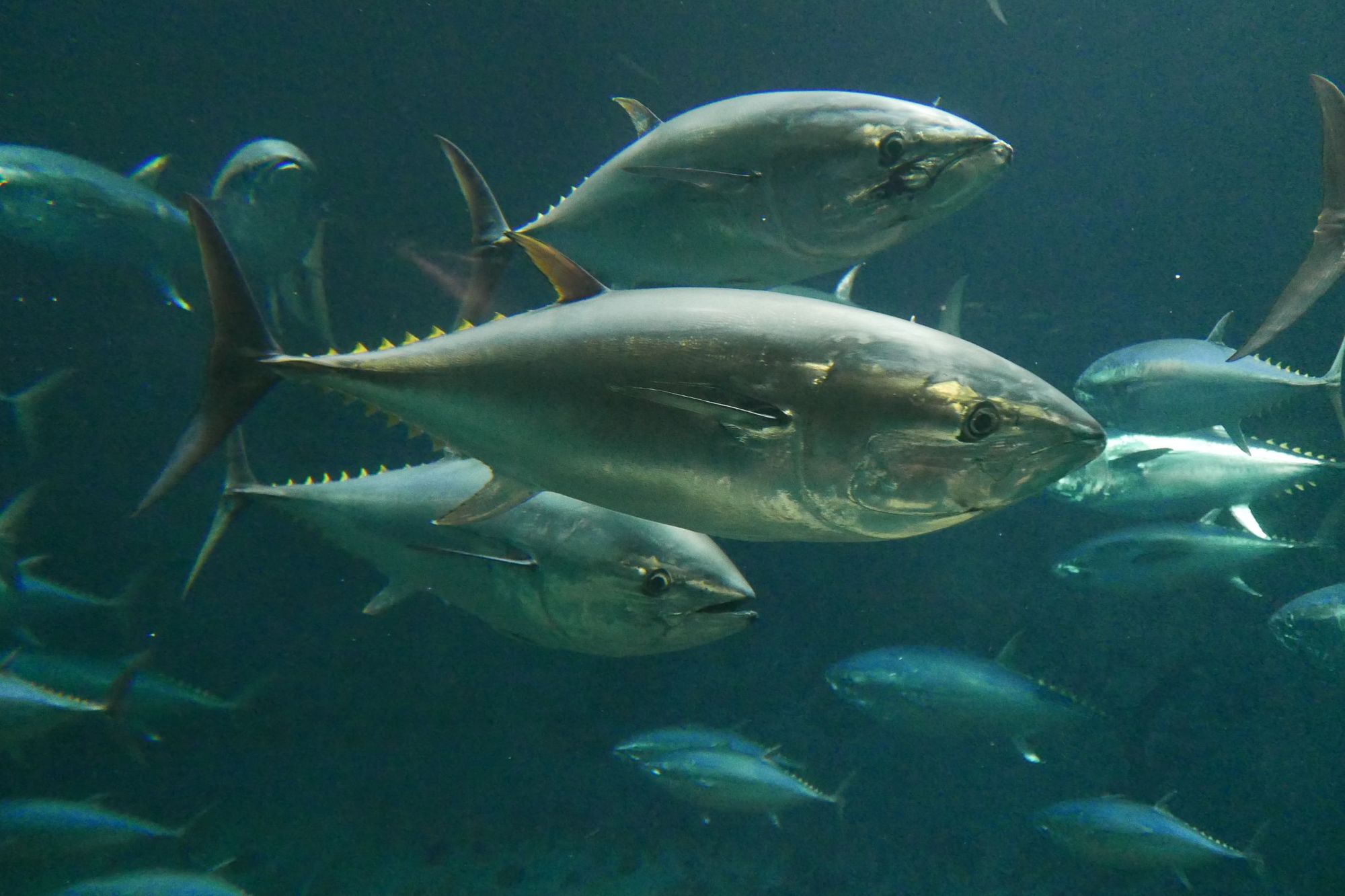 Atlantic bluefin tuna, which have moved from the endangered species lit to the list of least concern. 
