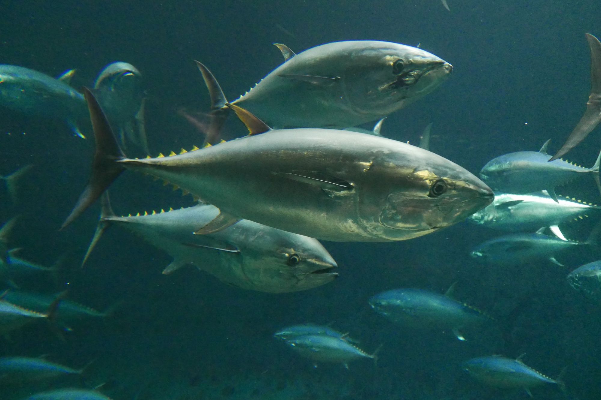 Atlantic bluefin tuna, which have moved from the endangered species lit to the list of least concern.
