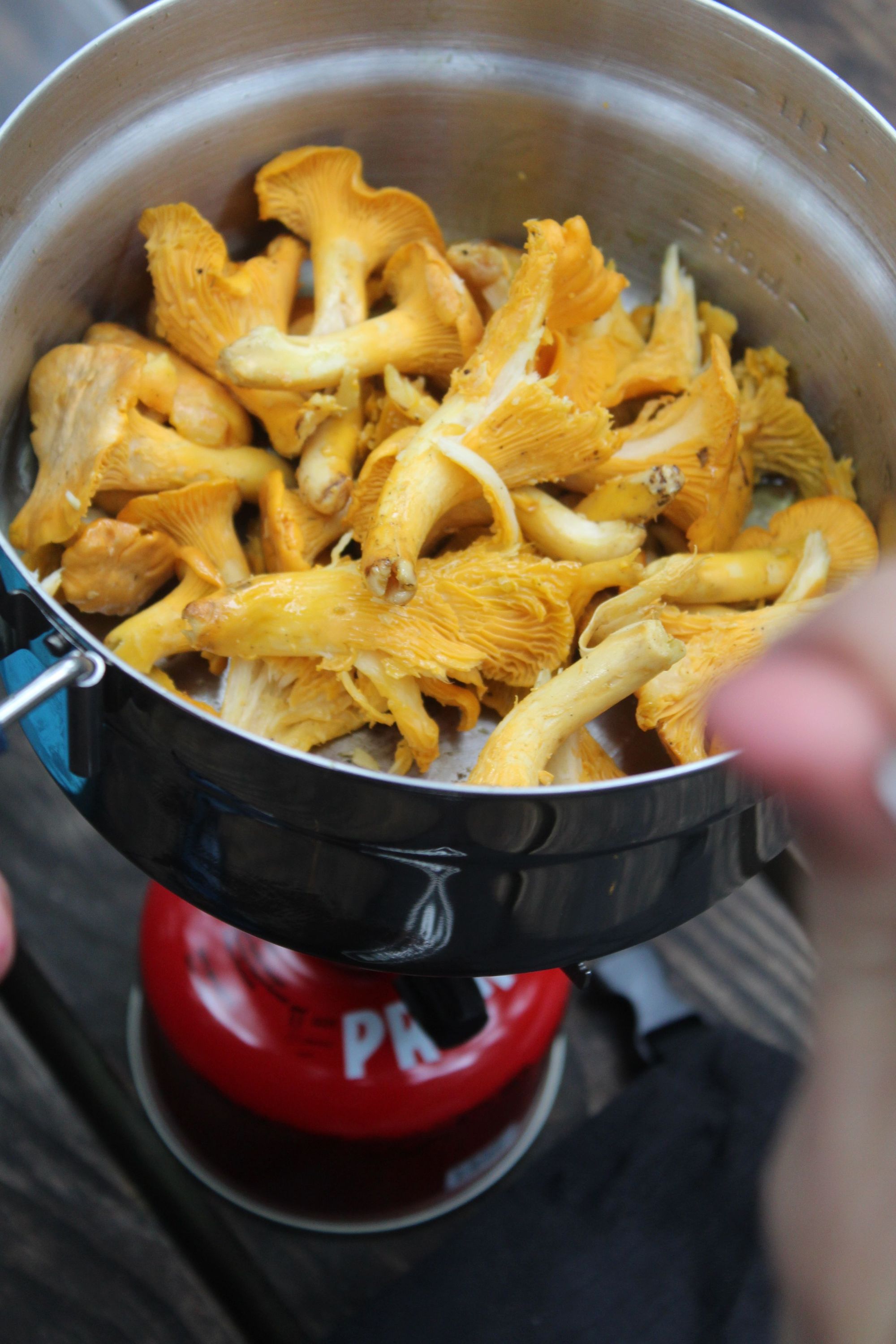 Chanterelle mushrooms picked in the Scottish Highlands, and cooked up as an October snack