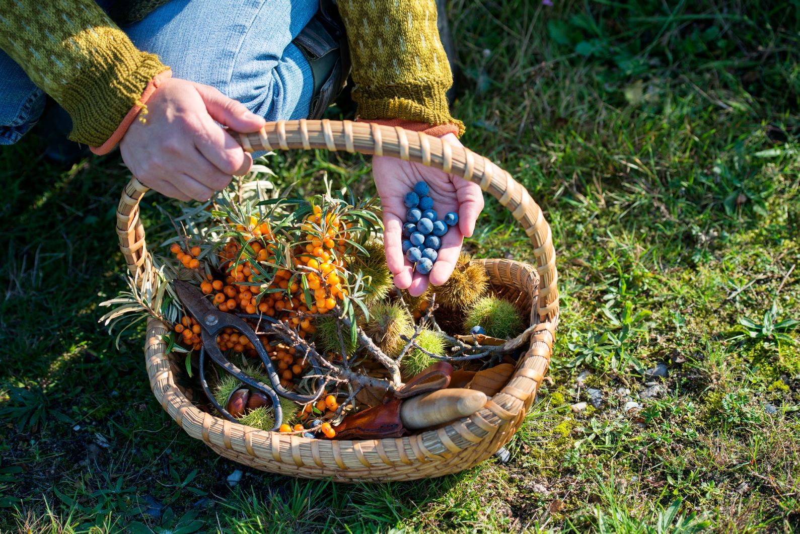 A forager with a full basket of sloes, sea buckthorn and chestnuts