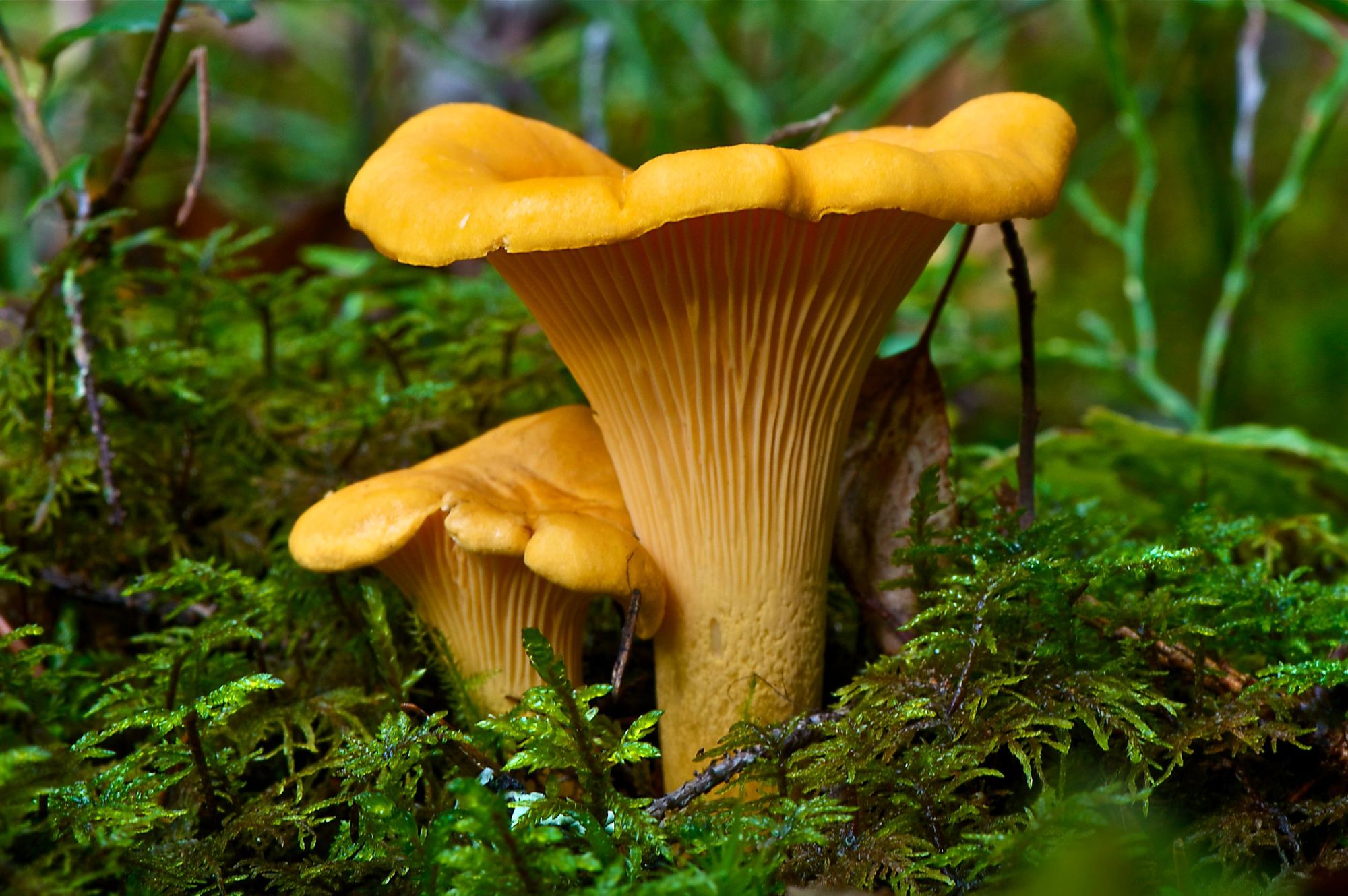 A close up of a chanterelle mushroom