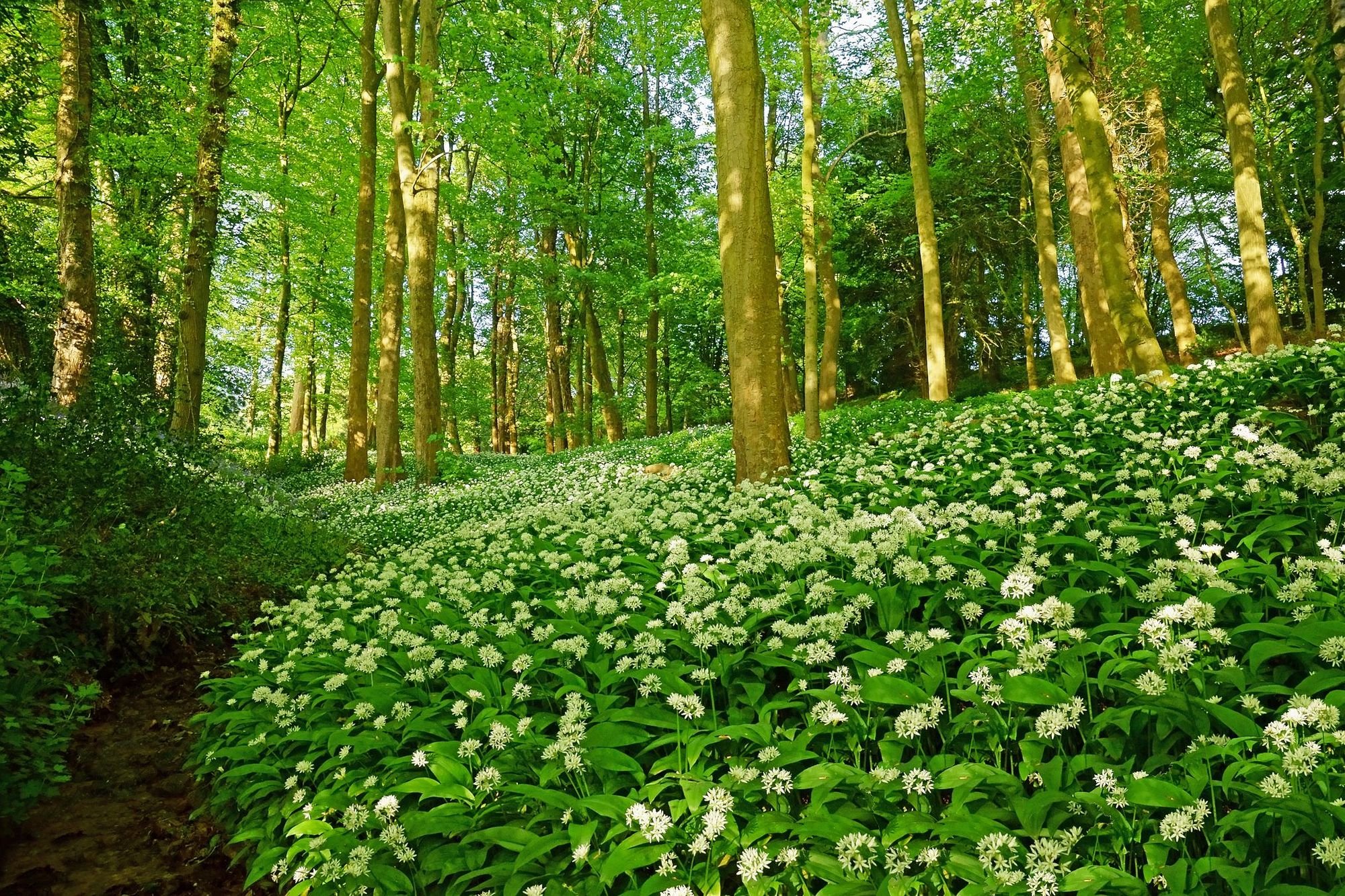 A footpath through a woodland full of wild garlic in Spring, in the late evening sunlight of Painswick, Gloucestershire