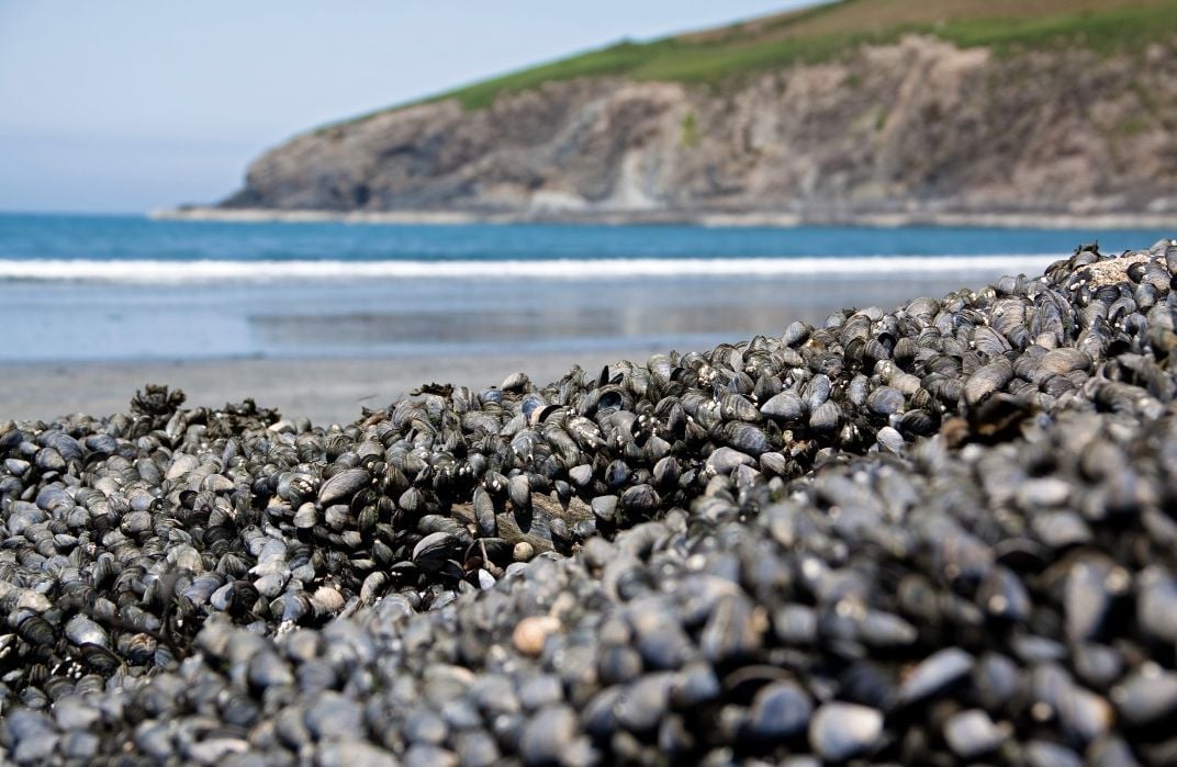 A mussel bed on the Welsh coastline