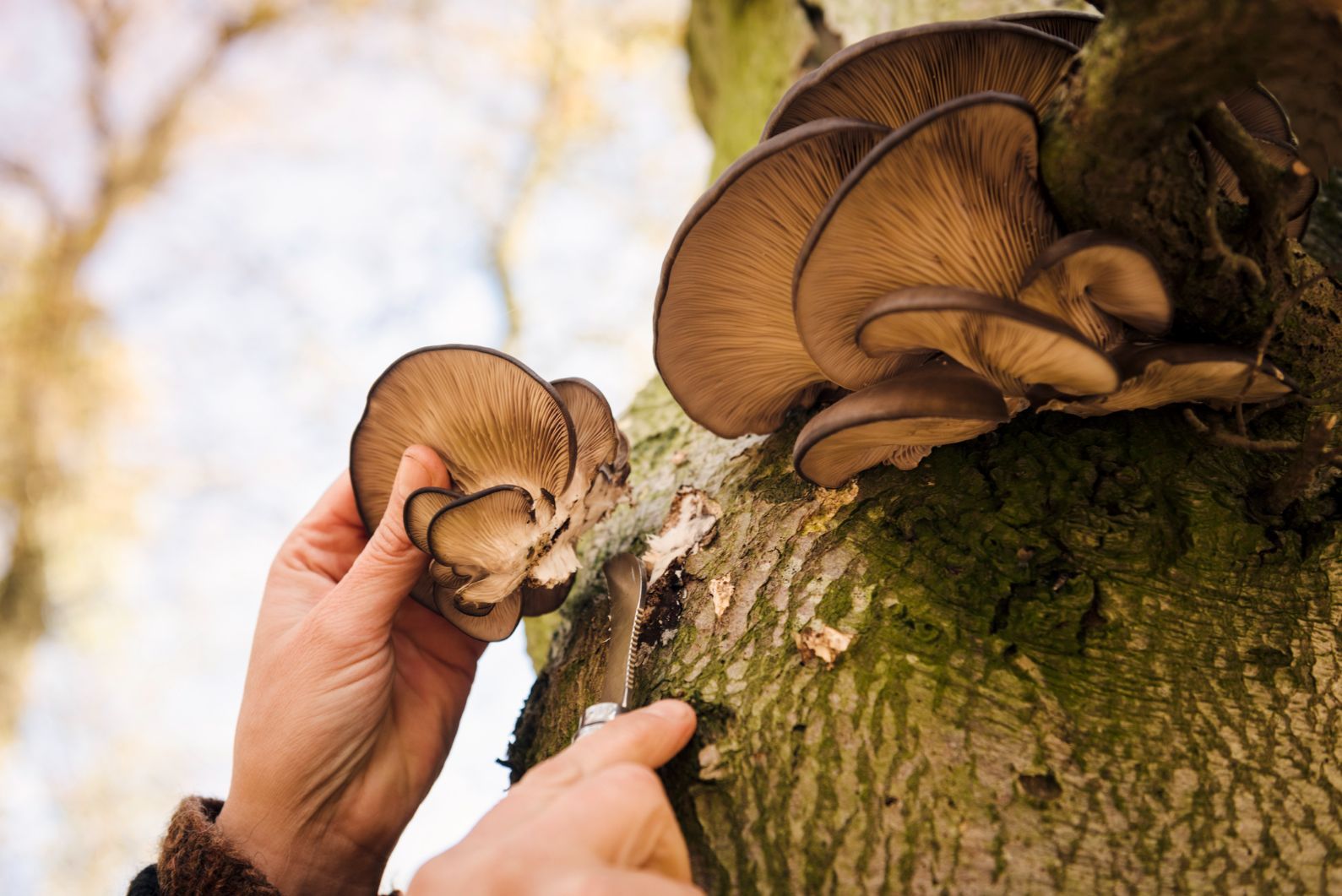 A pearl oyster mushroom being cut off of a tree trunk in Denmark