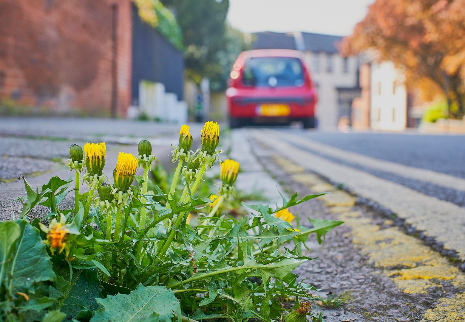 A close up of a dandelion, growing by the road.