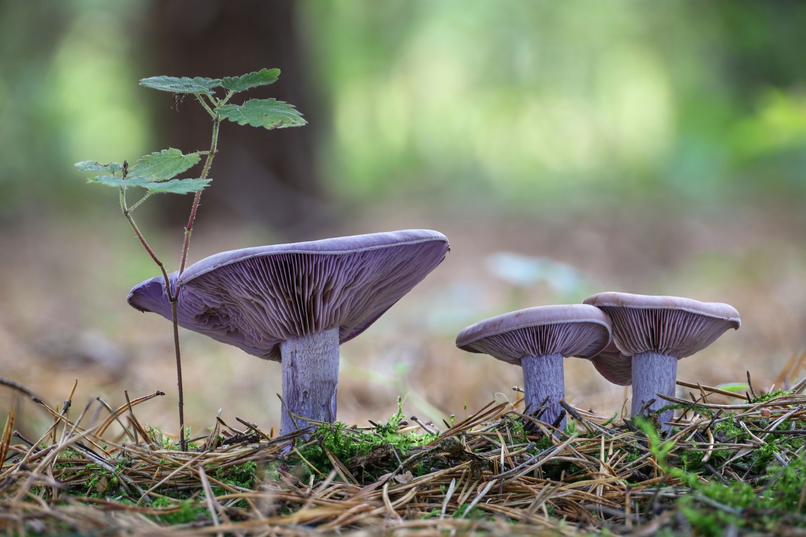 wood blewit mushrooms in the forest