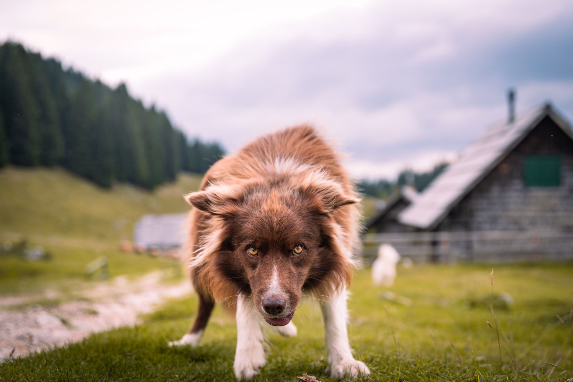 A dog stares down the camera lens in the Slovenian mountains.