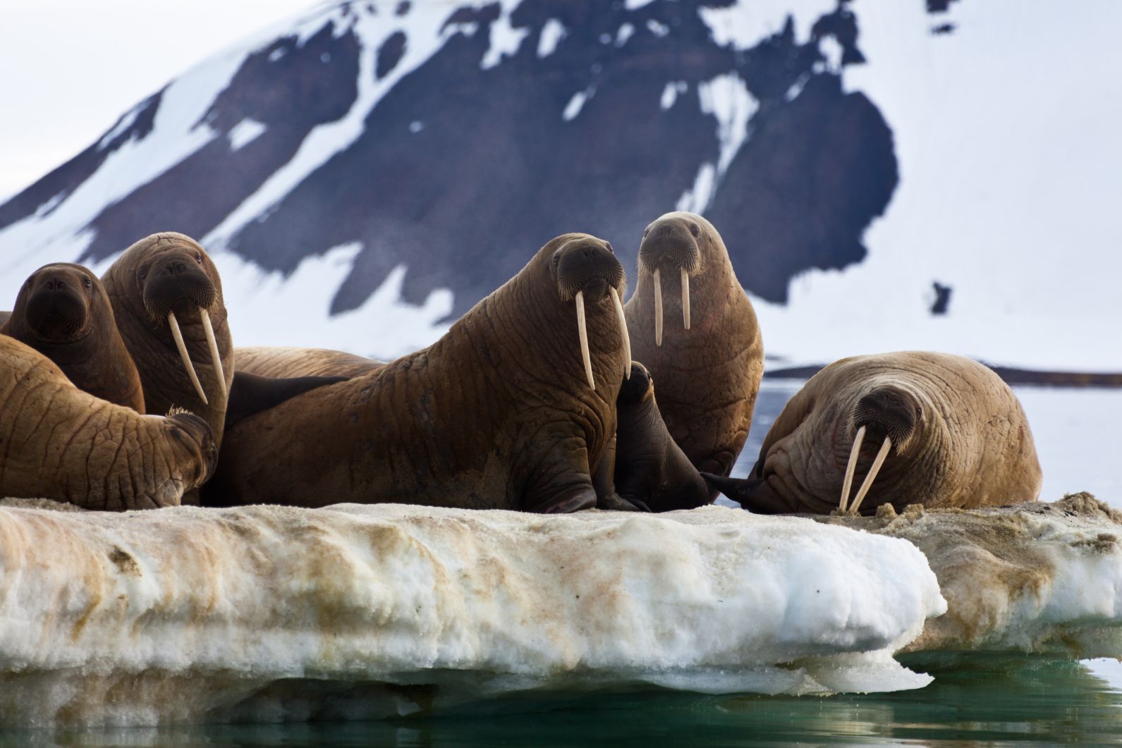 A group of walruses balancing on an iceberg.