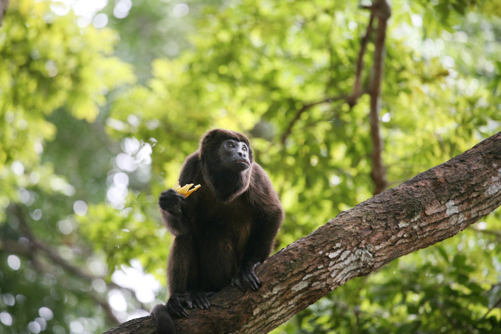 Spider monkeys are just one of the 114 different species of animals you can find in Chagres National Park. Photo: Getty