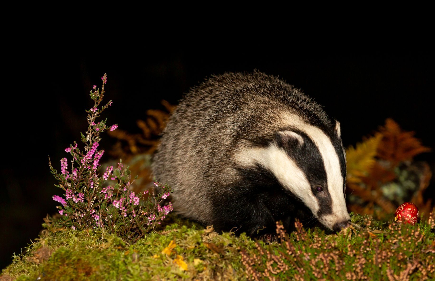 A badger in the forest at night.