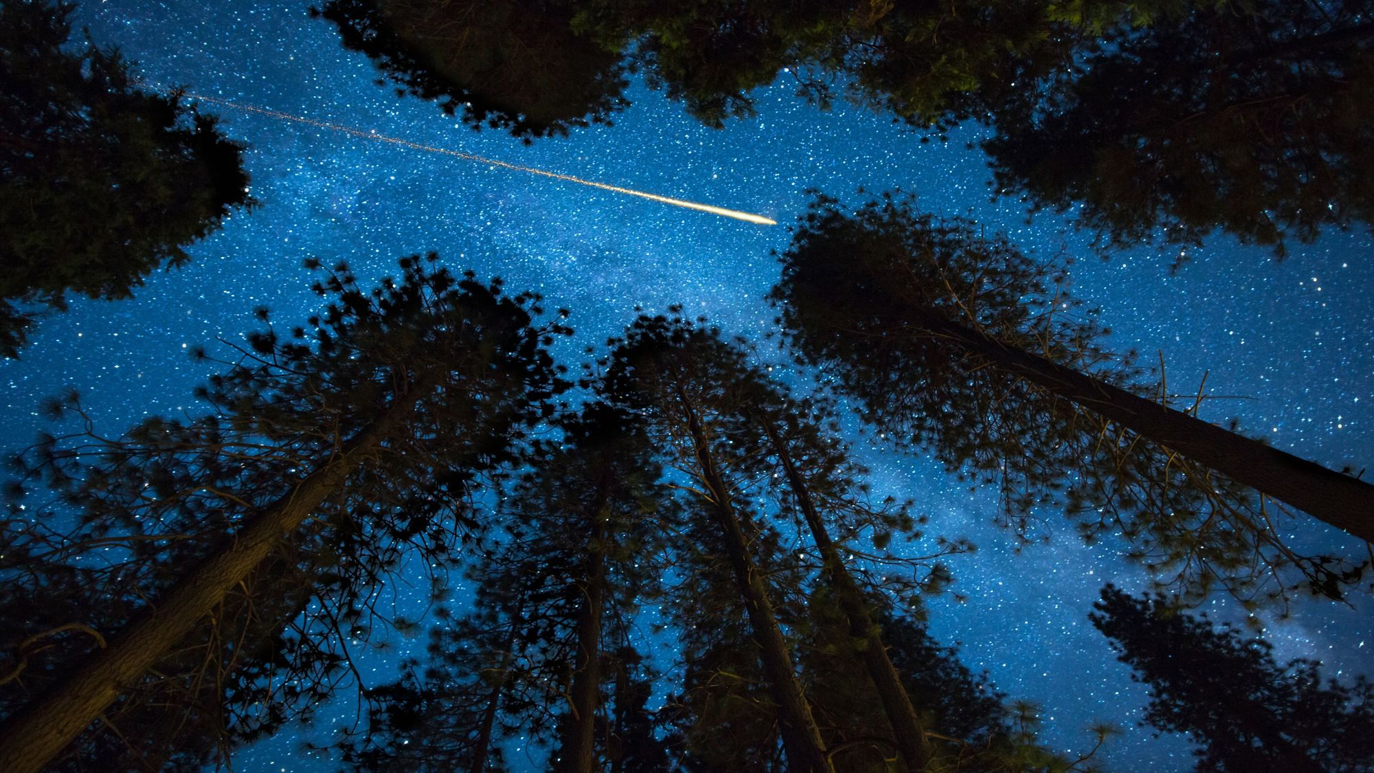 A night sky in the forest, with a shooting star blazing a trail through the stars.