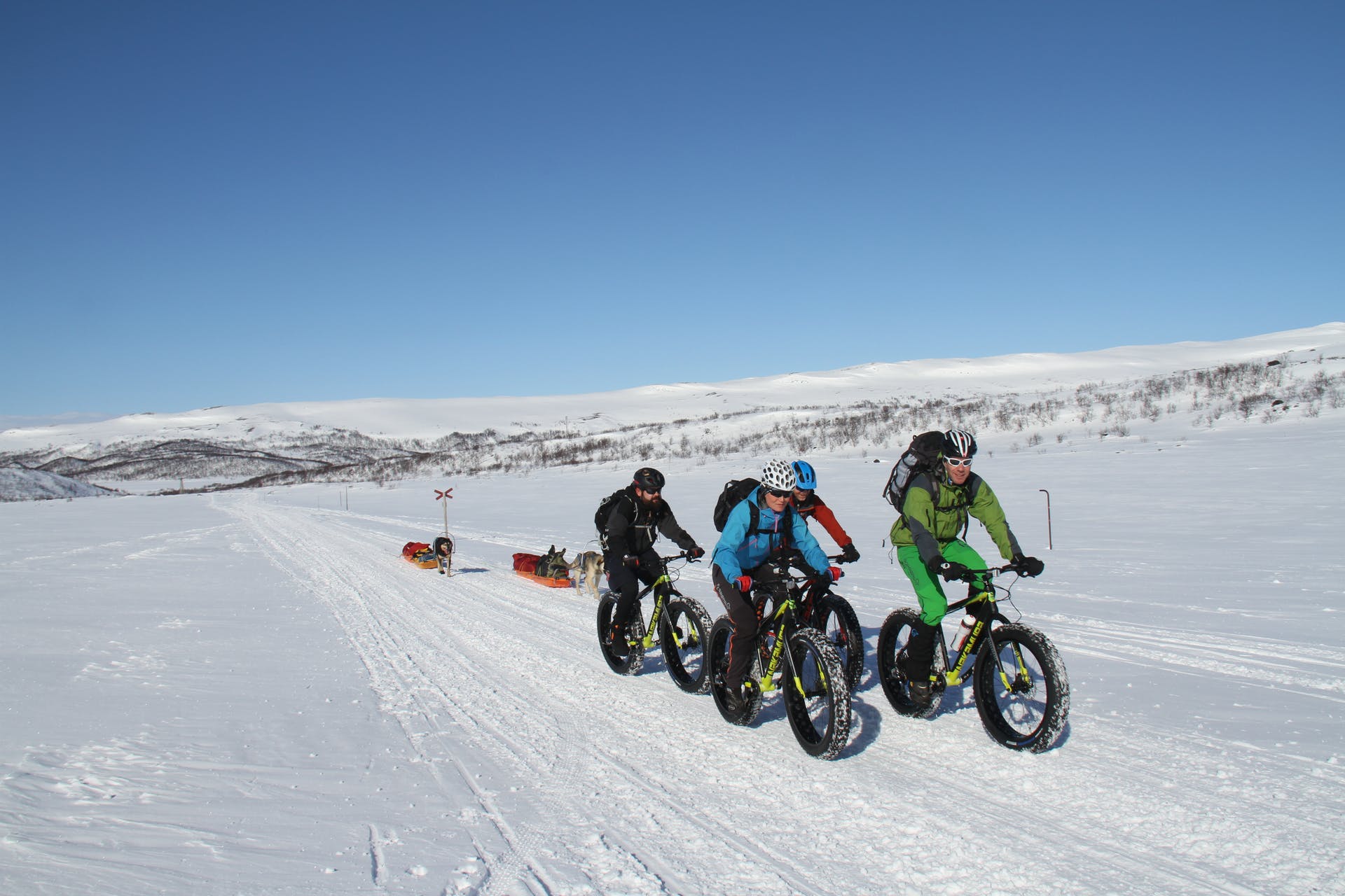 A group of tourists fat biking in the Arctic, with dogs pulling sleds behind them.