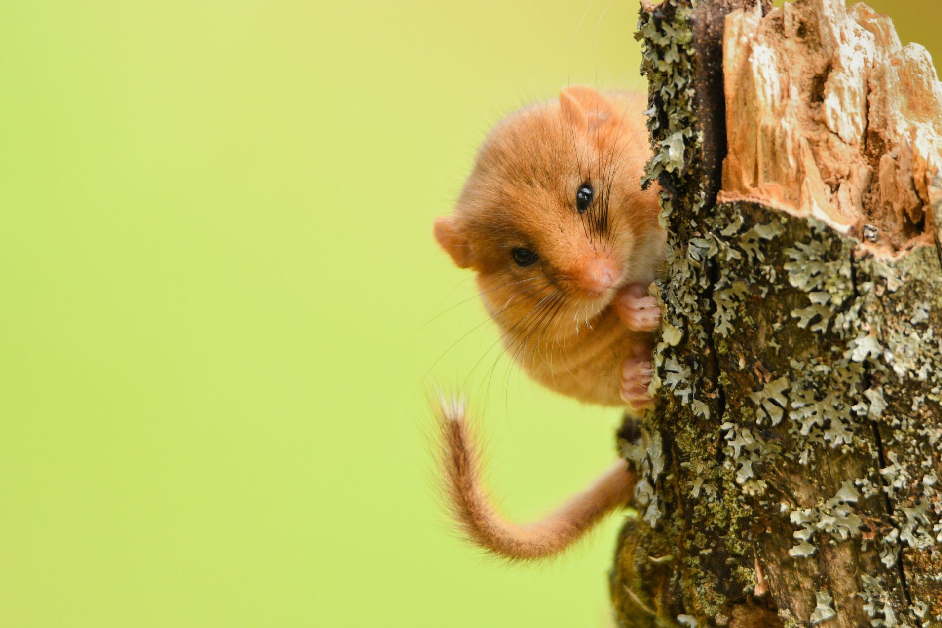 A dormouse peeks out from behind a tree.