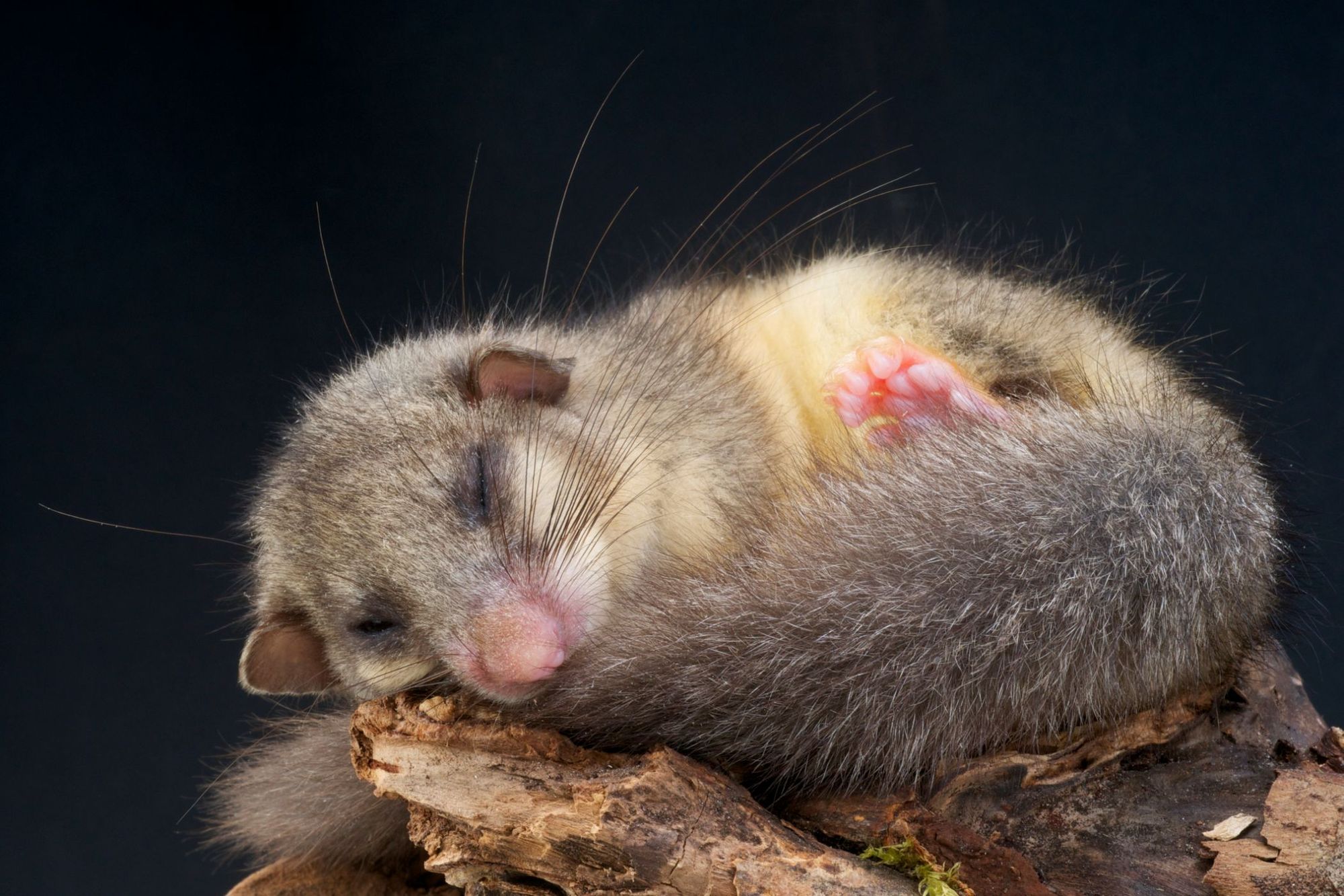 A dormouse slumbering on a log.