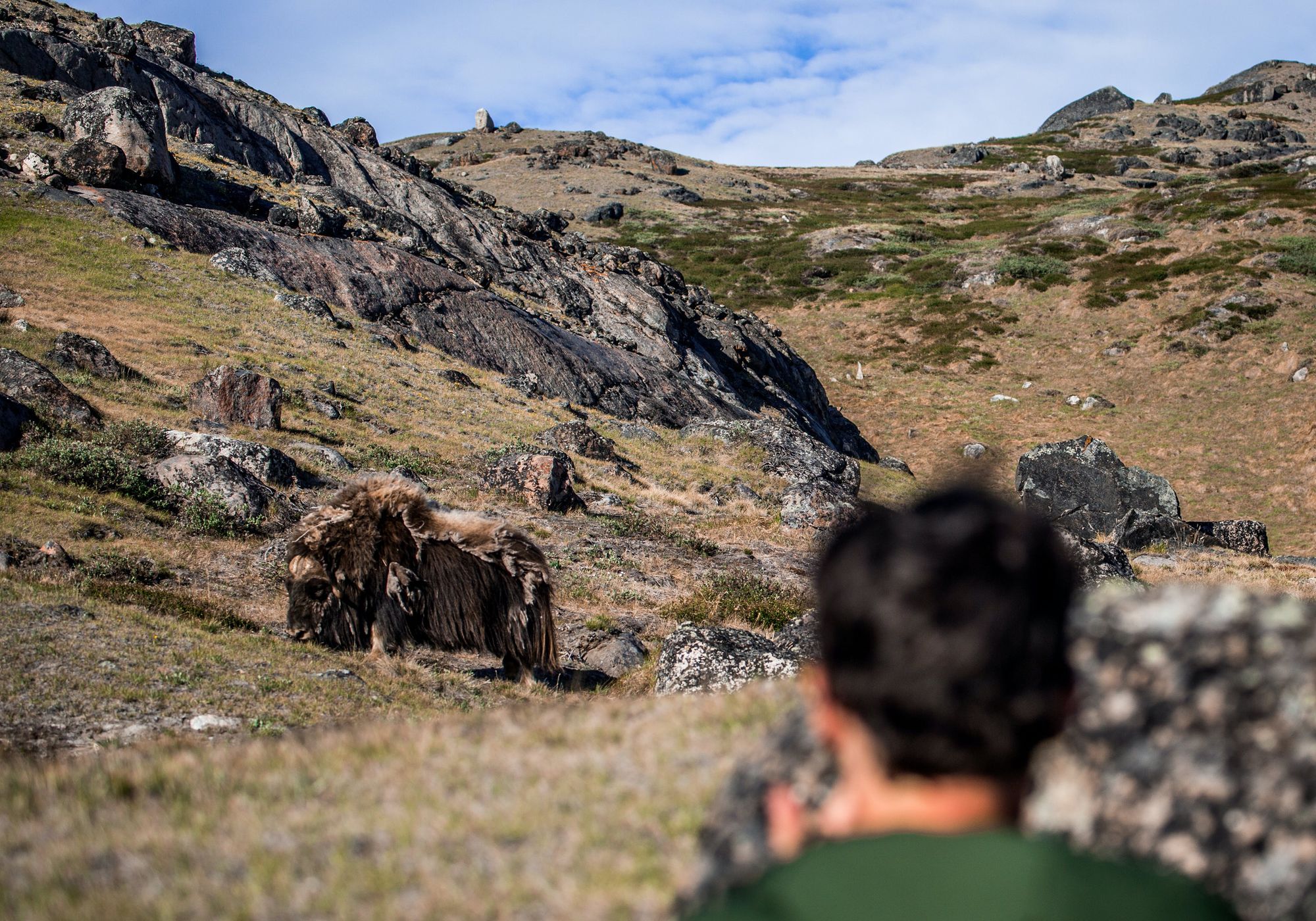 The musk oxen of western Greenland.