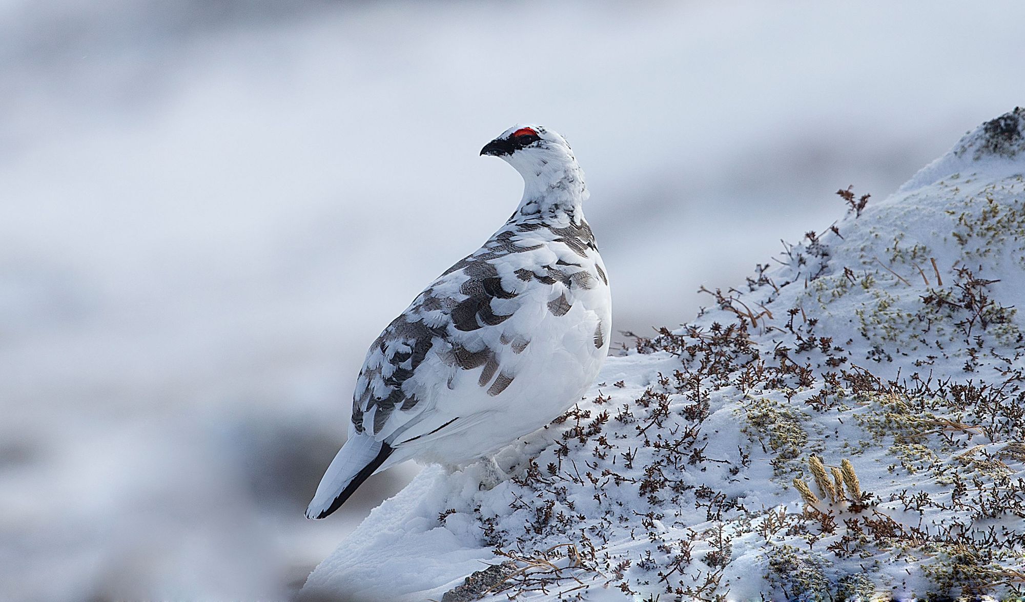 An adult ptarmigan in winter plumage, sitting on a rock in the winter mountains of Scotland