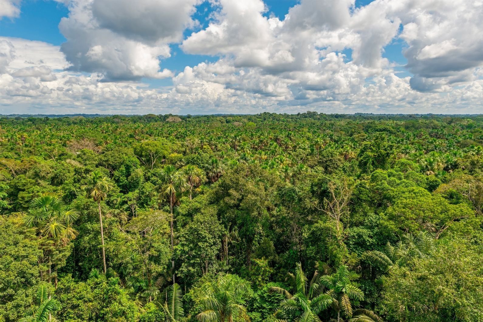 Welcome to Yasuni: One of the Most Biodiverse Places on the Planet