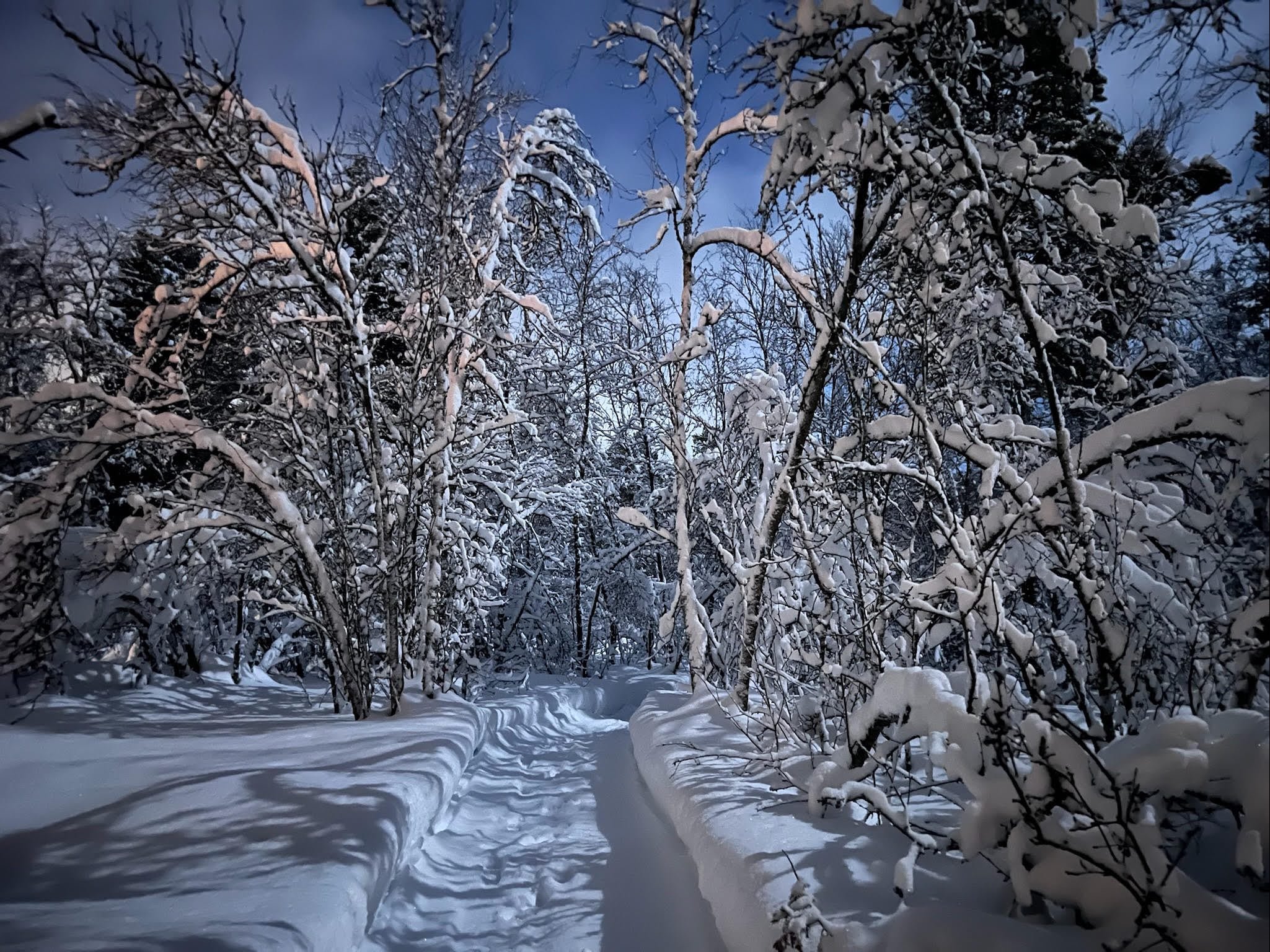 Snow-laden trees in northern Norway.