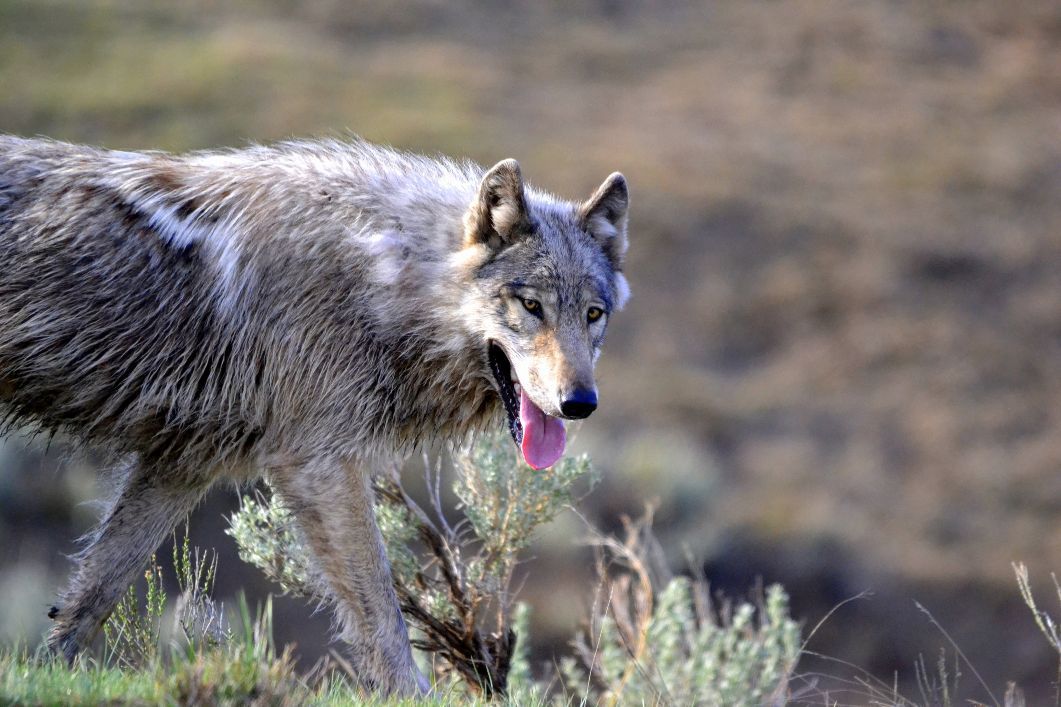 How the Rewilding of Wolves Saved Yellowstone National Park