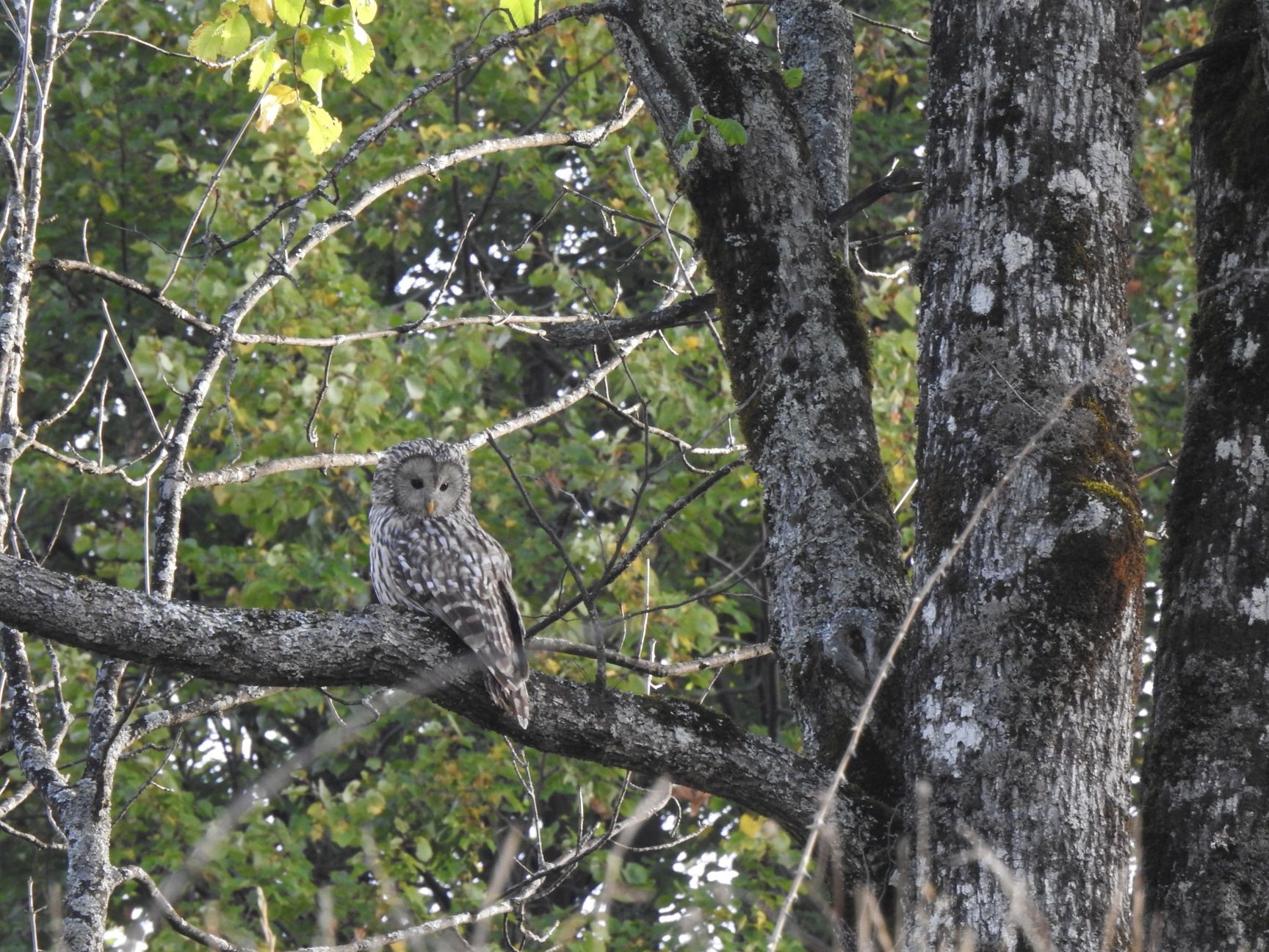 A beautiful Ural owl perching on a tree branch in Romania