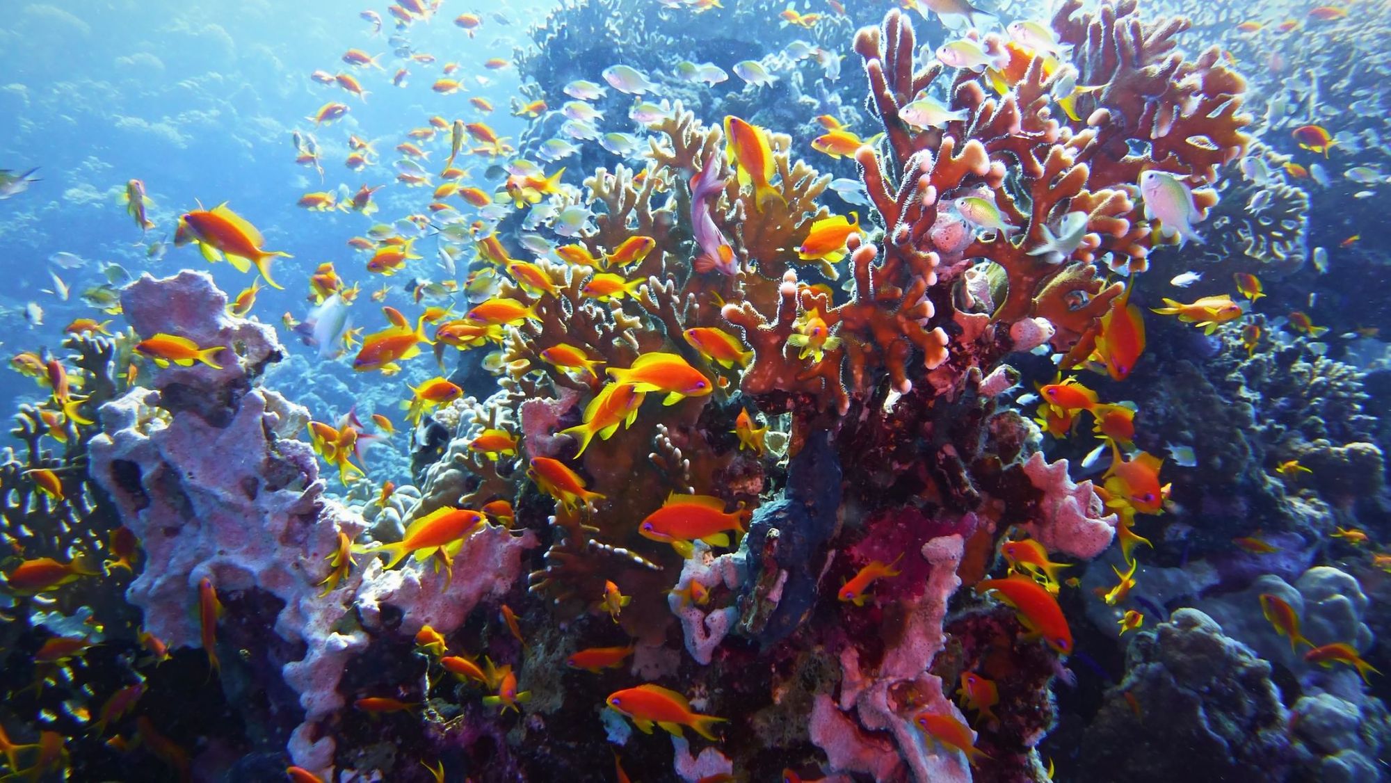 The Great Barrier Reef.