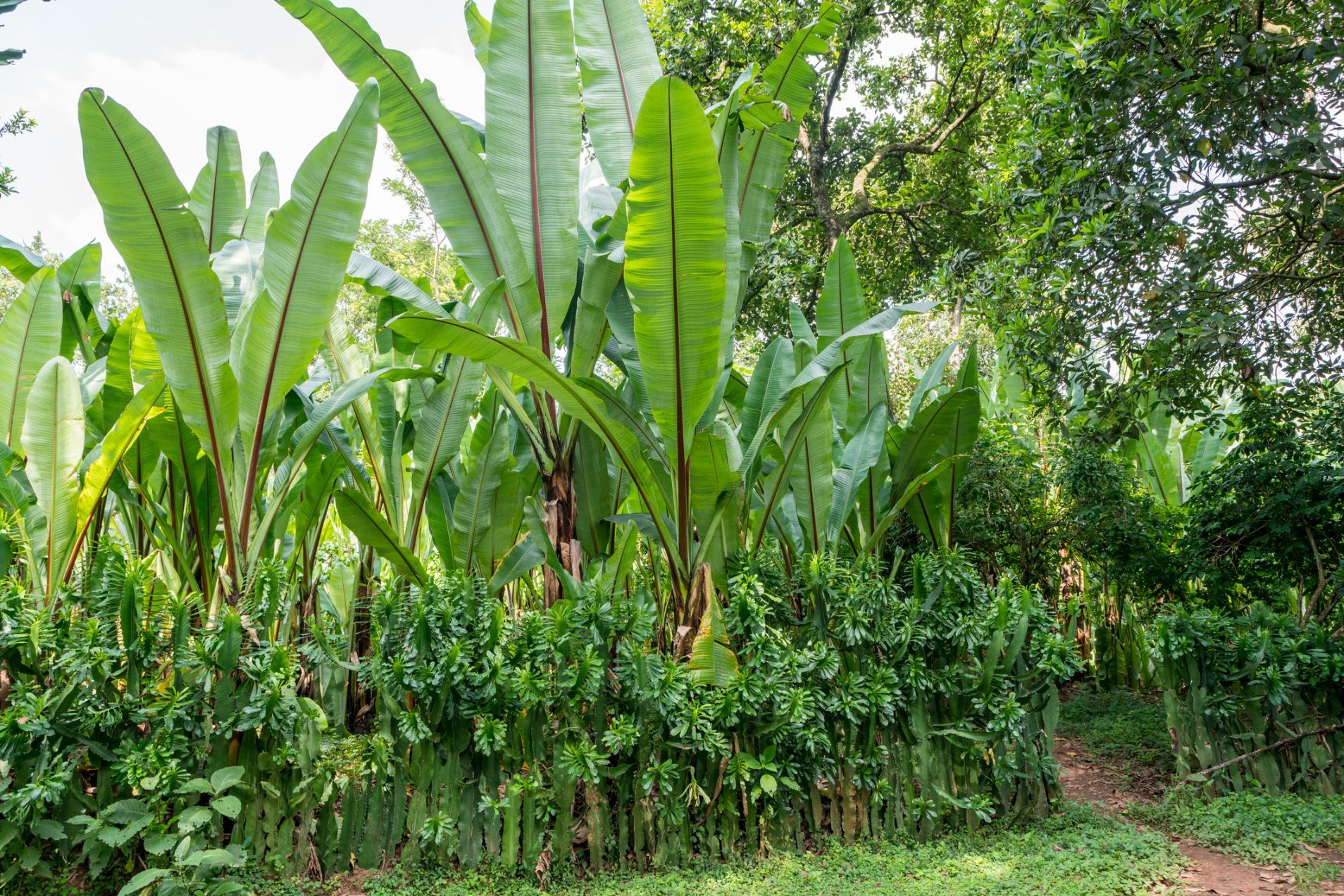 The enset plant, also known as false banana or Ethiopian banana plant, in southern Ethiopia. Photo: Getty
