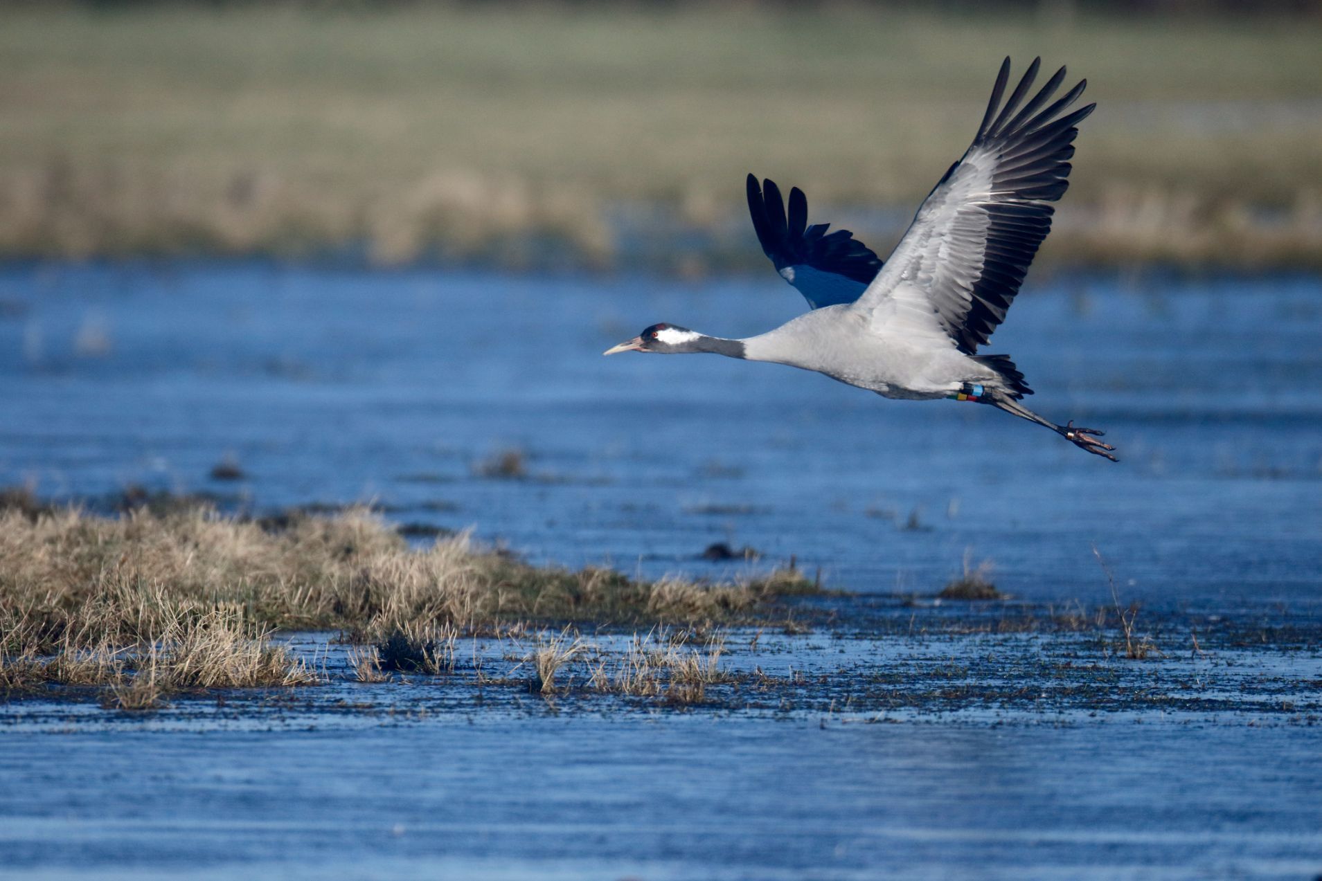 A crane flies over the water of a lake in the UK.