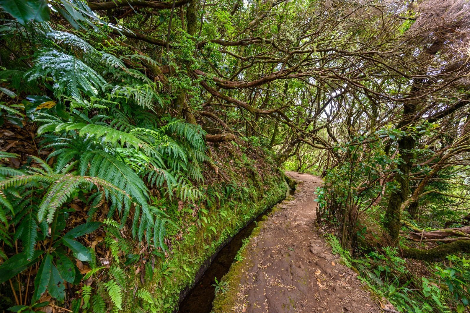 Levada do Caldeirão hiking trail in Madeira, which follows a water spring