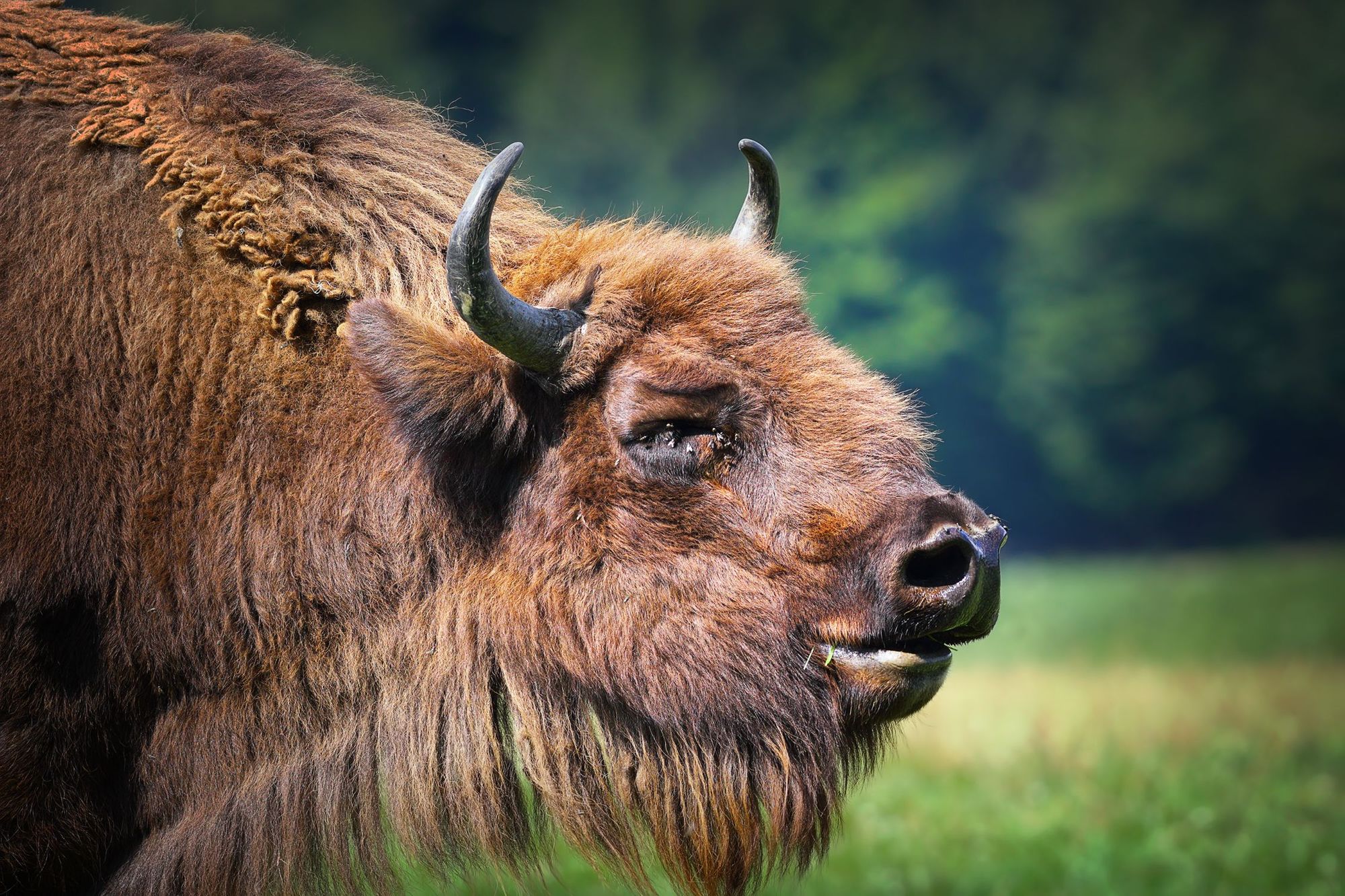 A close-up of a European bison.