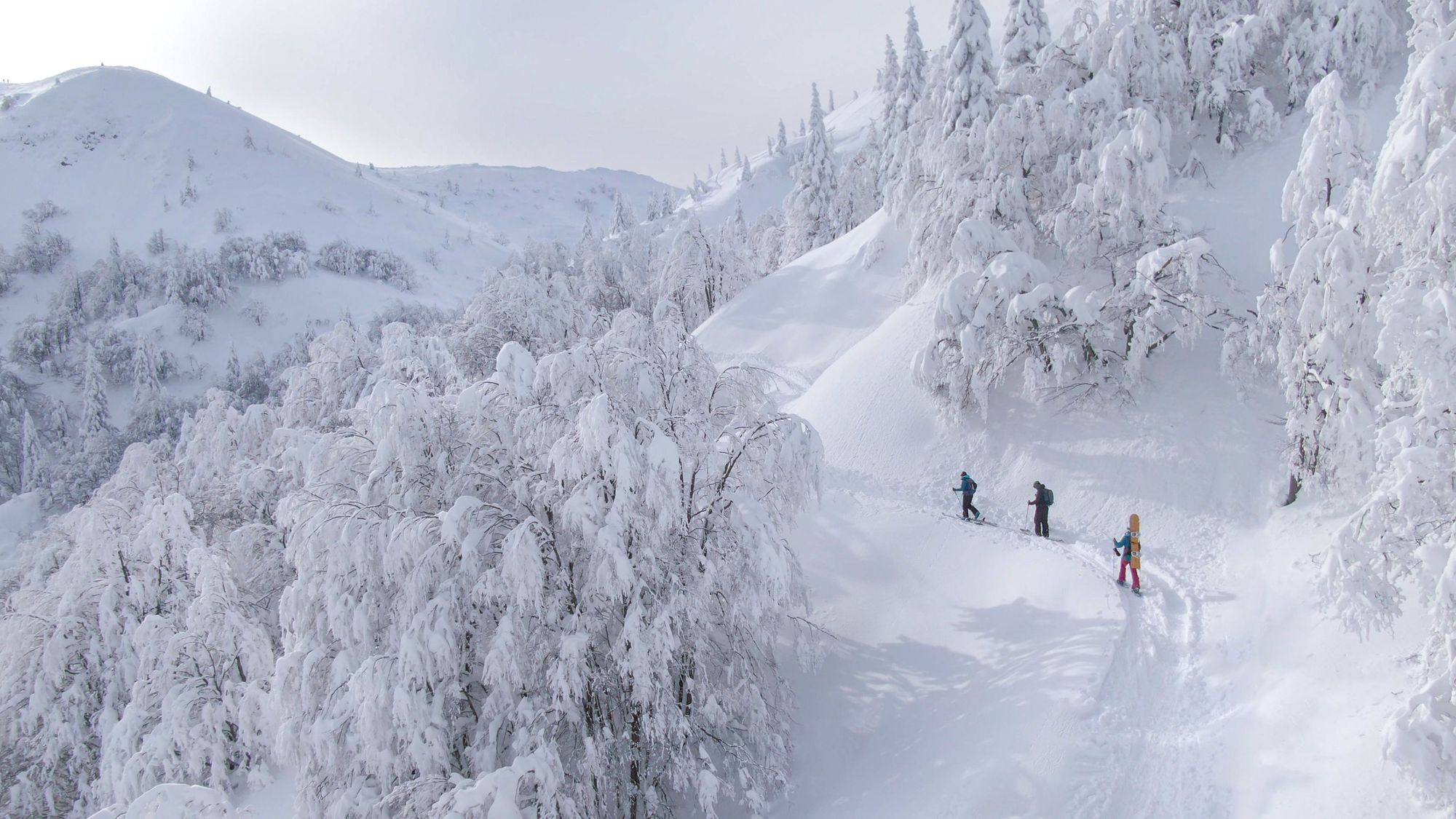 Three backcountry skiers travelling through a snowy forest.