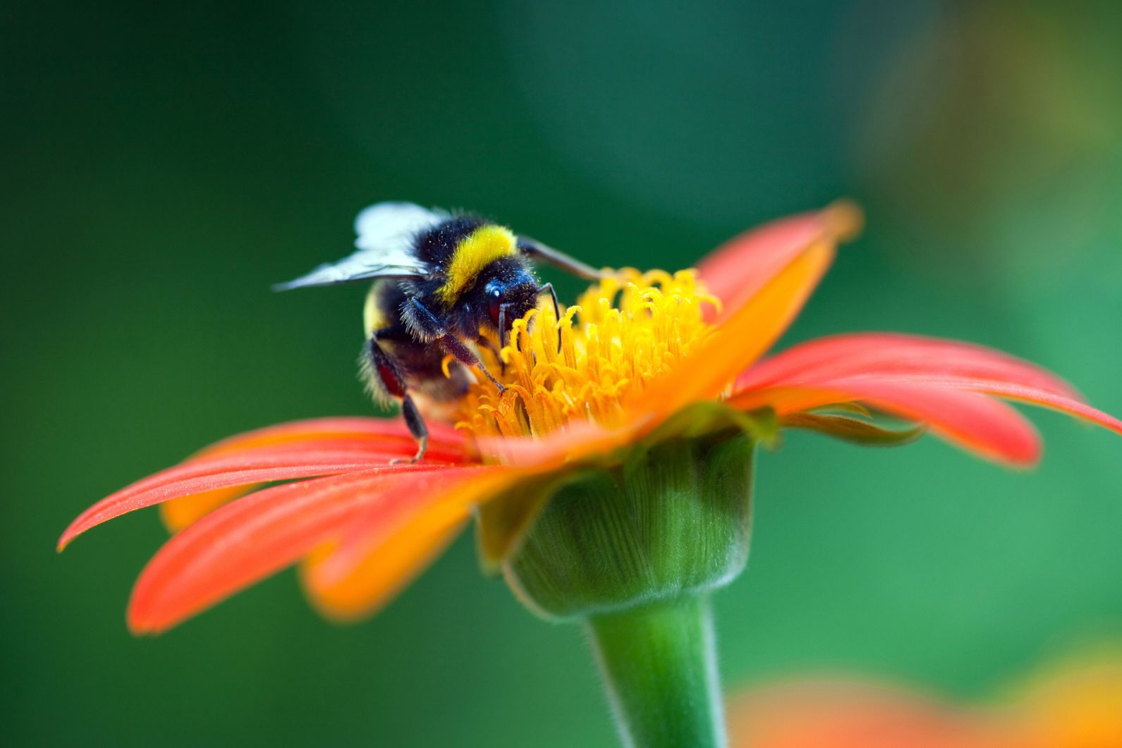 Bumblebees are excellent pollinators, making them a key part of our ecosystem. Photo: Getty