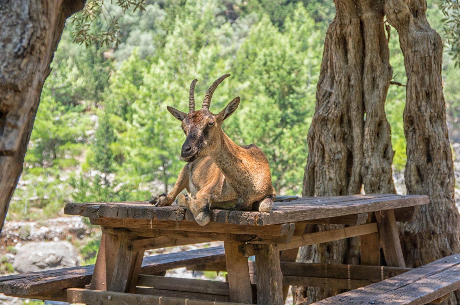 kri-kri goat hides from sun in Samaria Gorge