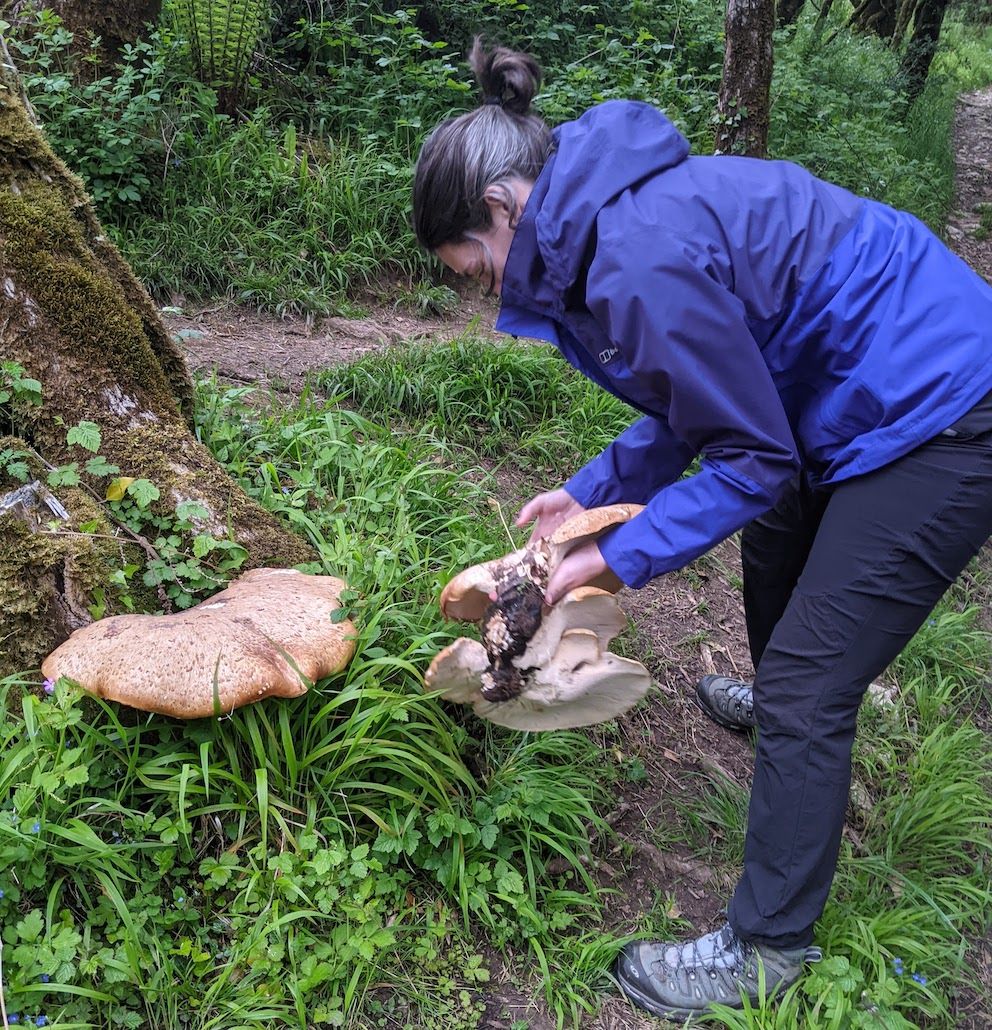 A woman foraging for Dryad's Saddle mushrooms in British woodland.