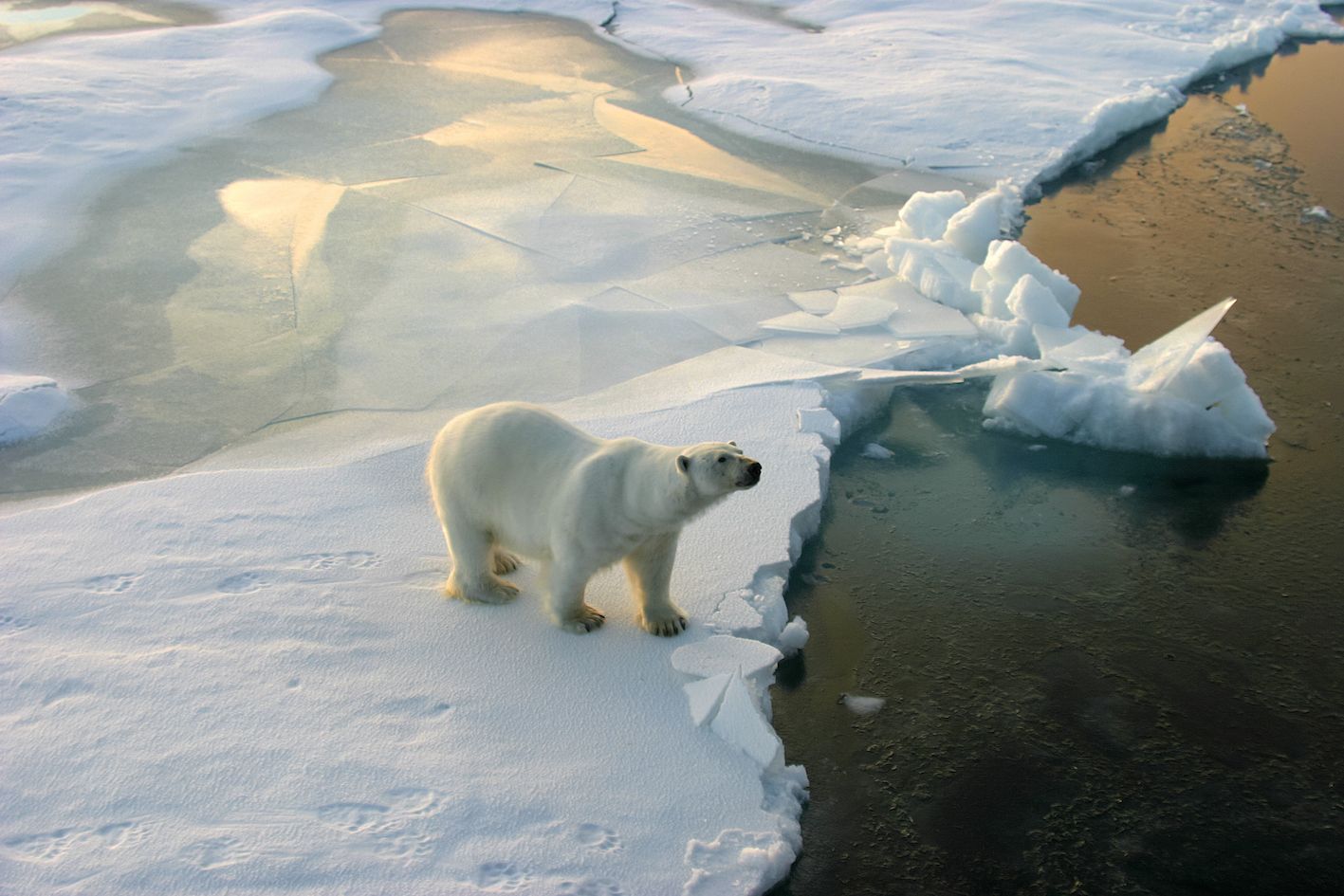 A polar bear on an ice floe, surrounded by the frozen sea.