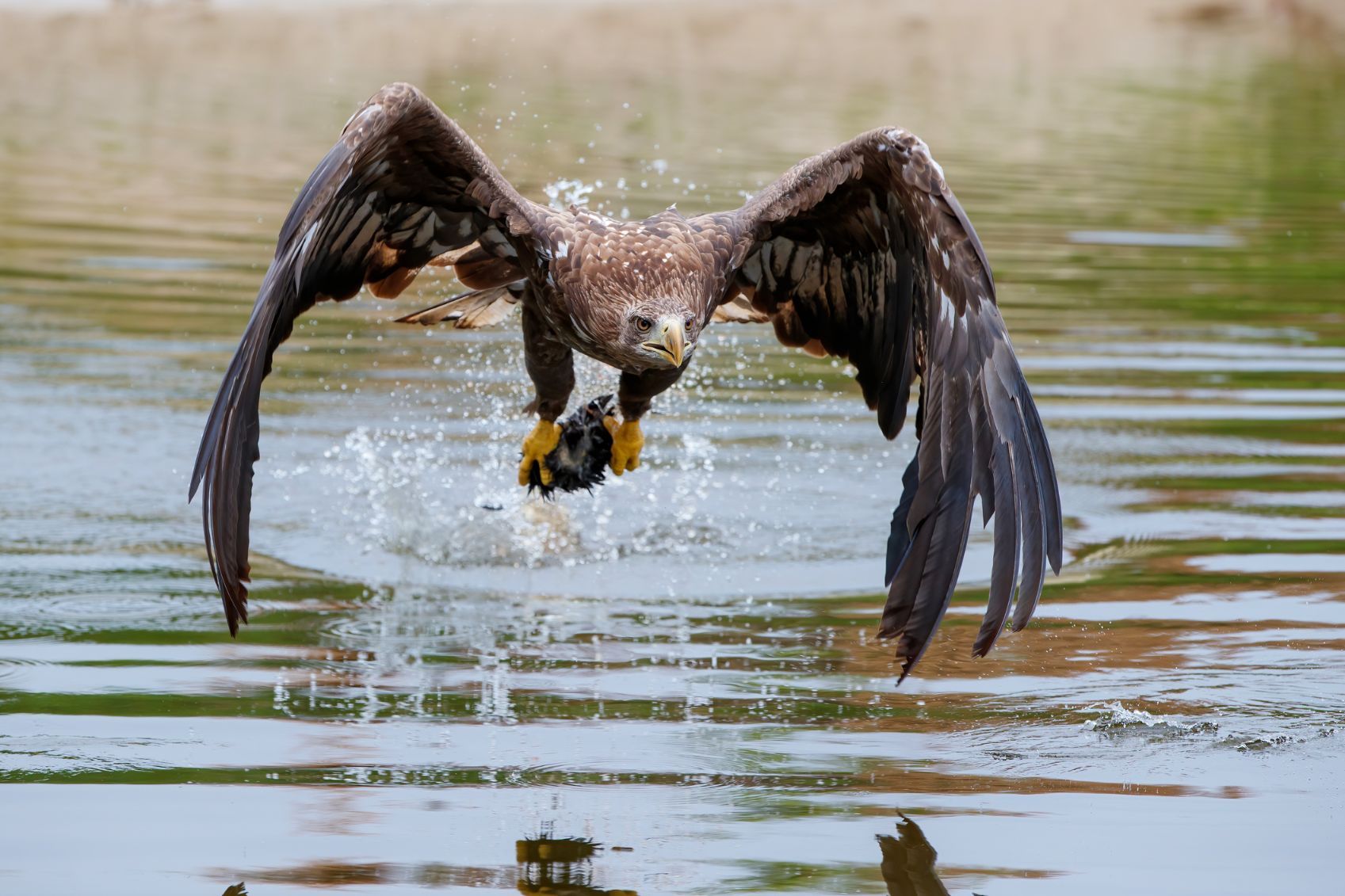 A white-tailed eagle swoops down to catch a fish in the water.