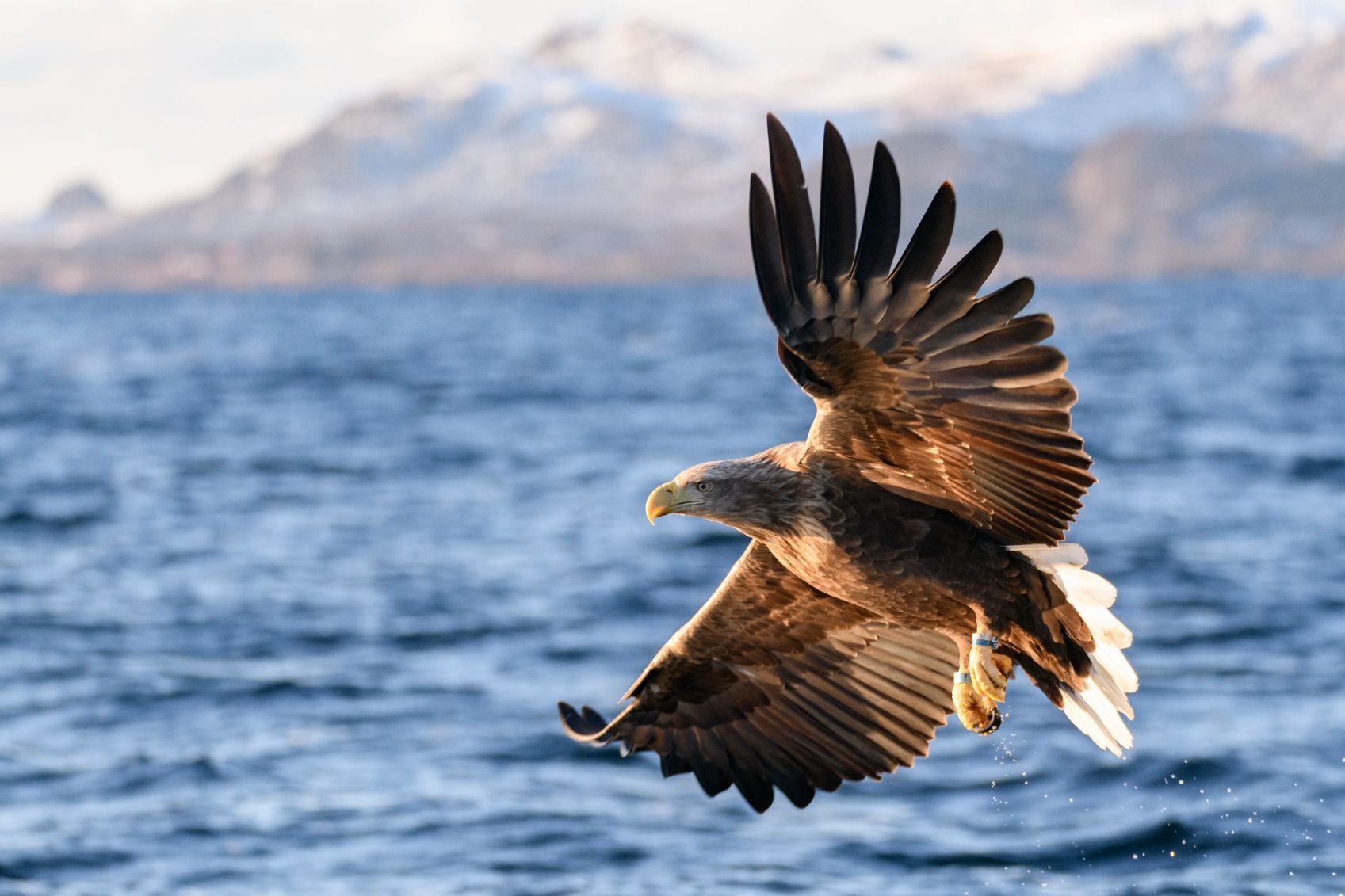 A white-tailed eagle or sea eagle (Haliaeetus albicilla) hunting in the sky over a fjord near Vesteralen island in Northern Norway.