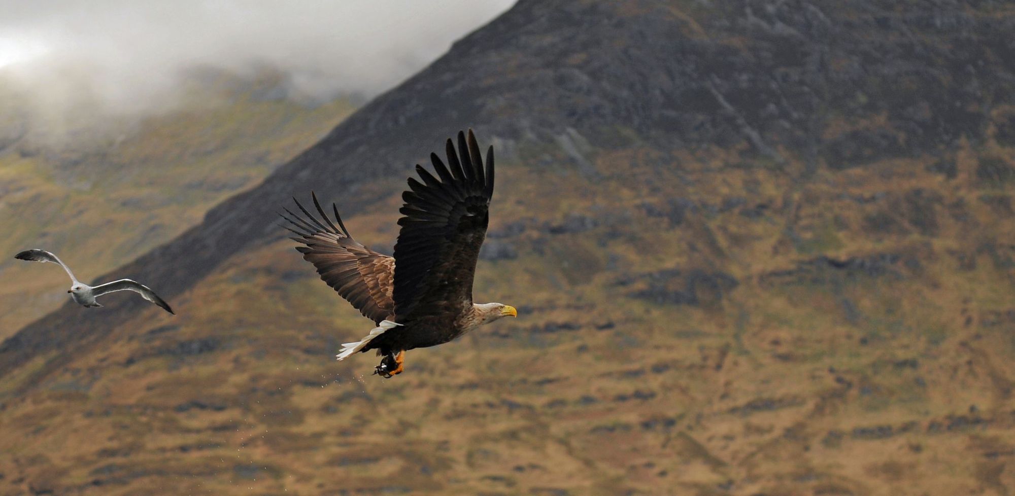 A white-tailed sea eagle flying off the coast of the island of Mull in Scotland.