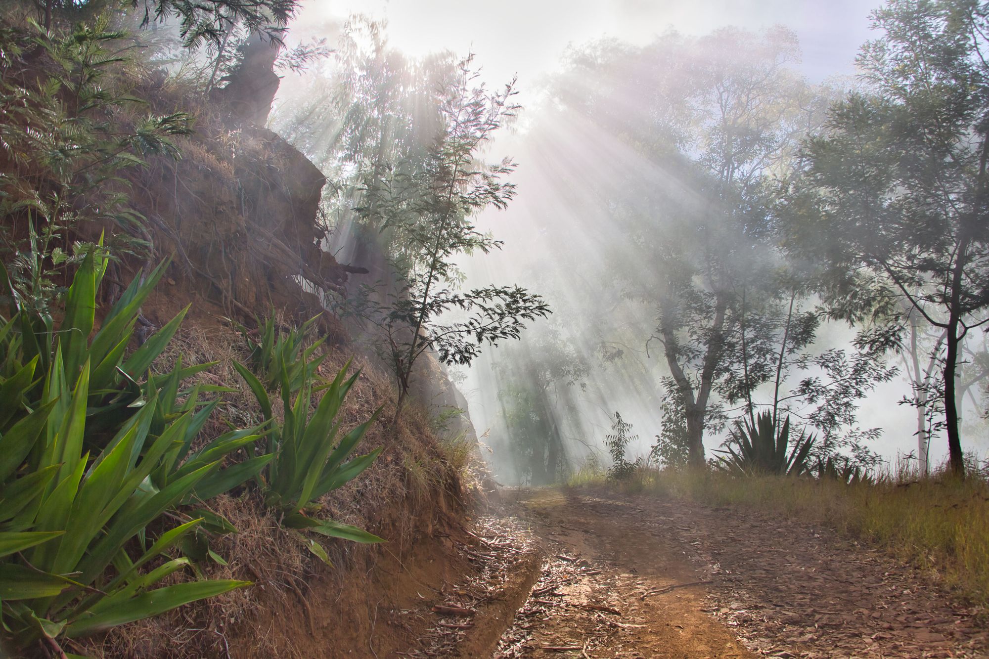 A burst of sunlight breaking through trees on a forest trail in Cape Verde