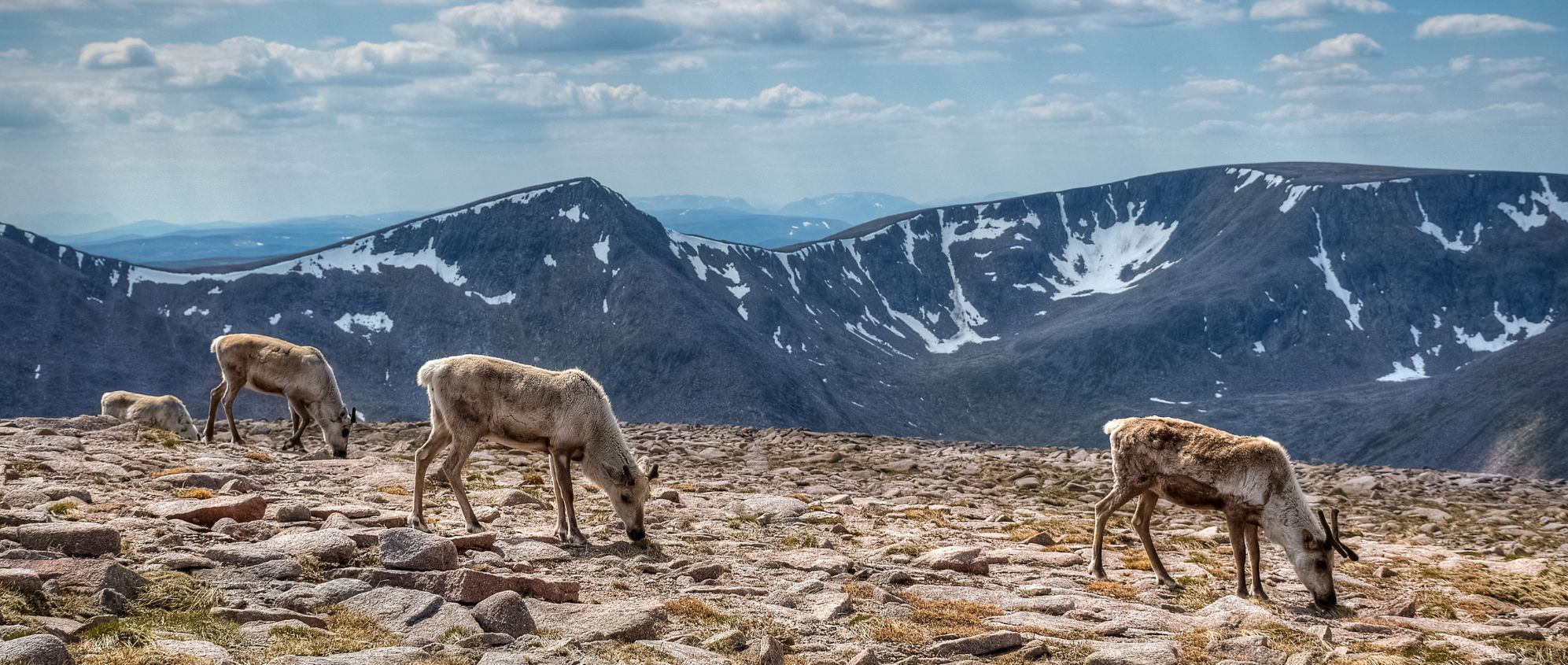 A herd of reindeer feeding on top of Ben Macdui, Scotland's second highest mountain