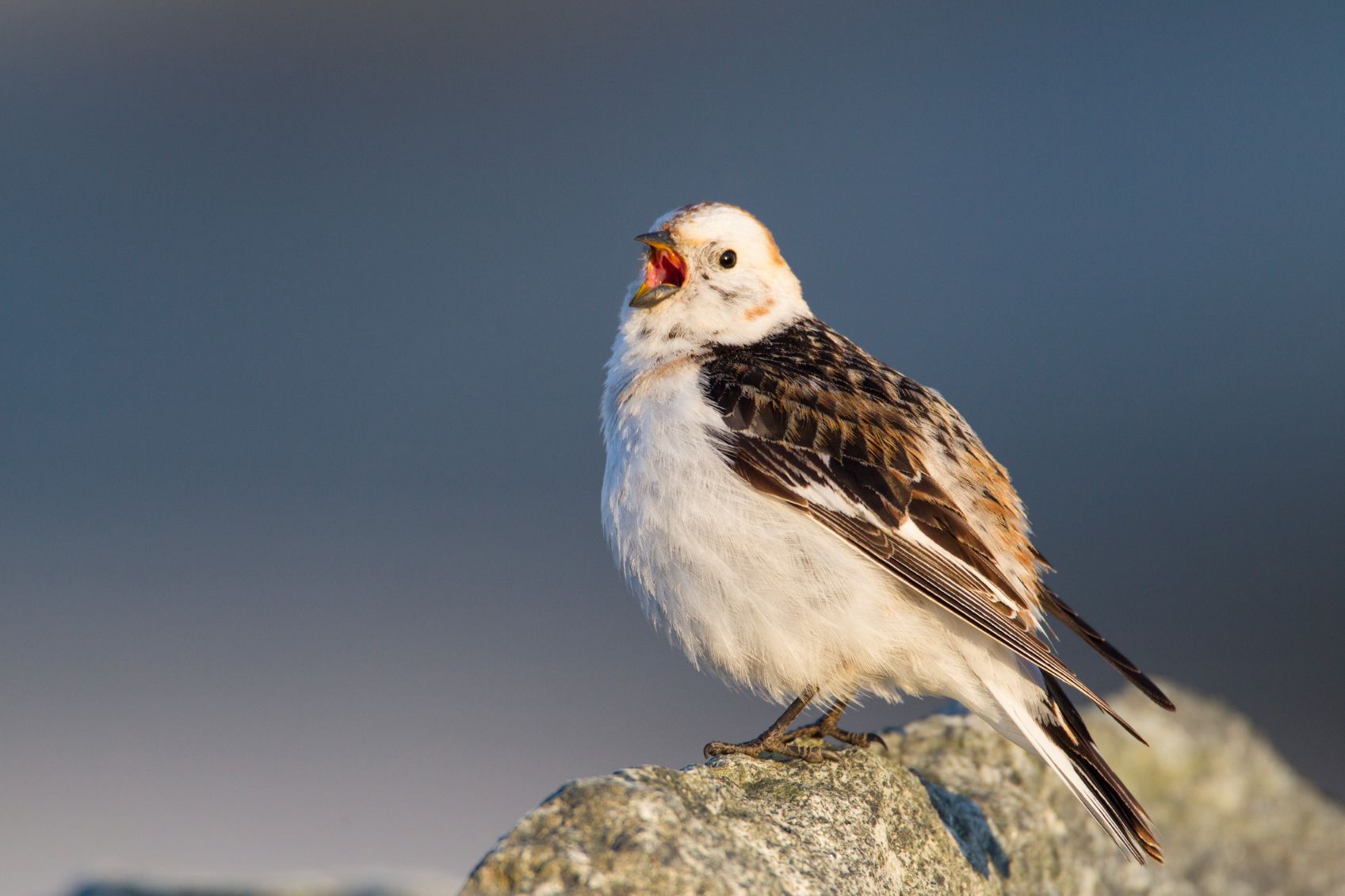 snow buntings on the England Coast Path, Grain to Woolwich, London