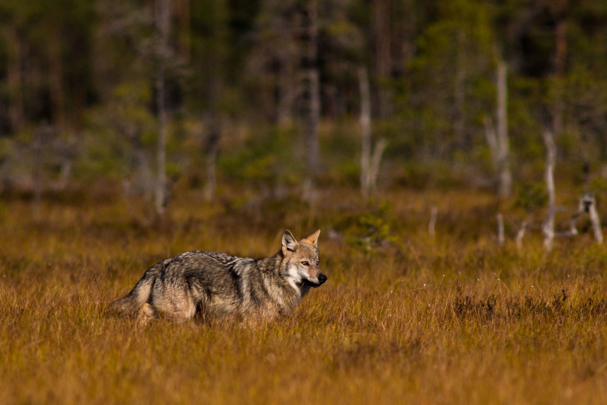 Wolves have been back in central Sweden since the 1980s, and have been growing in numbers. Photo: Jan Nordström