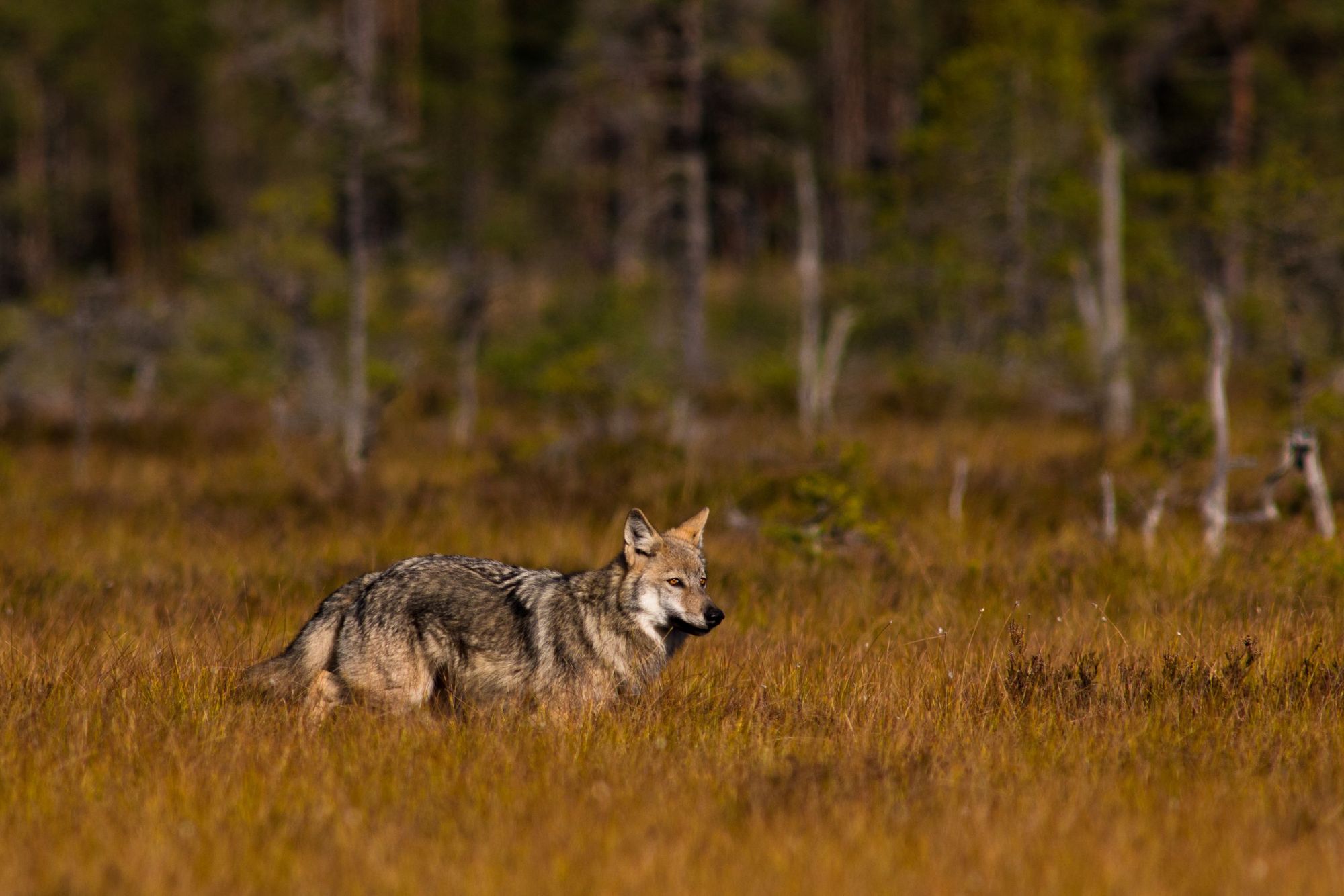 Wolves have been back in central Sweden since the 1980s, and have been growing in numbers. Photo: Jan Nordström