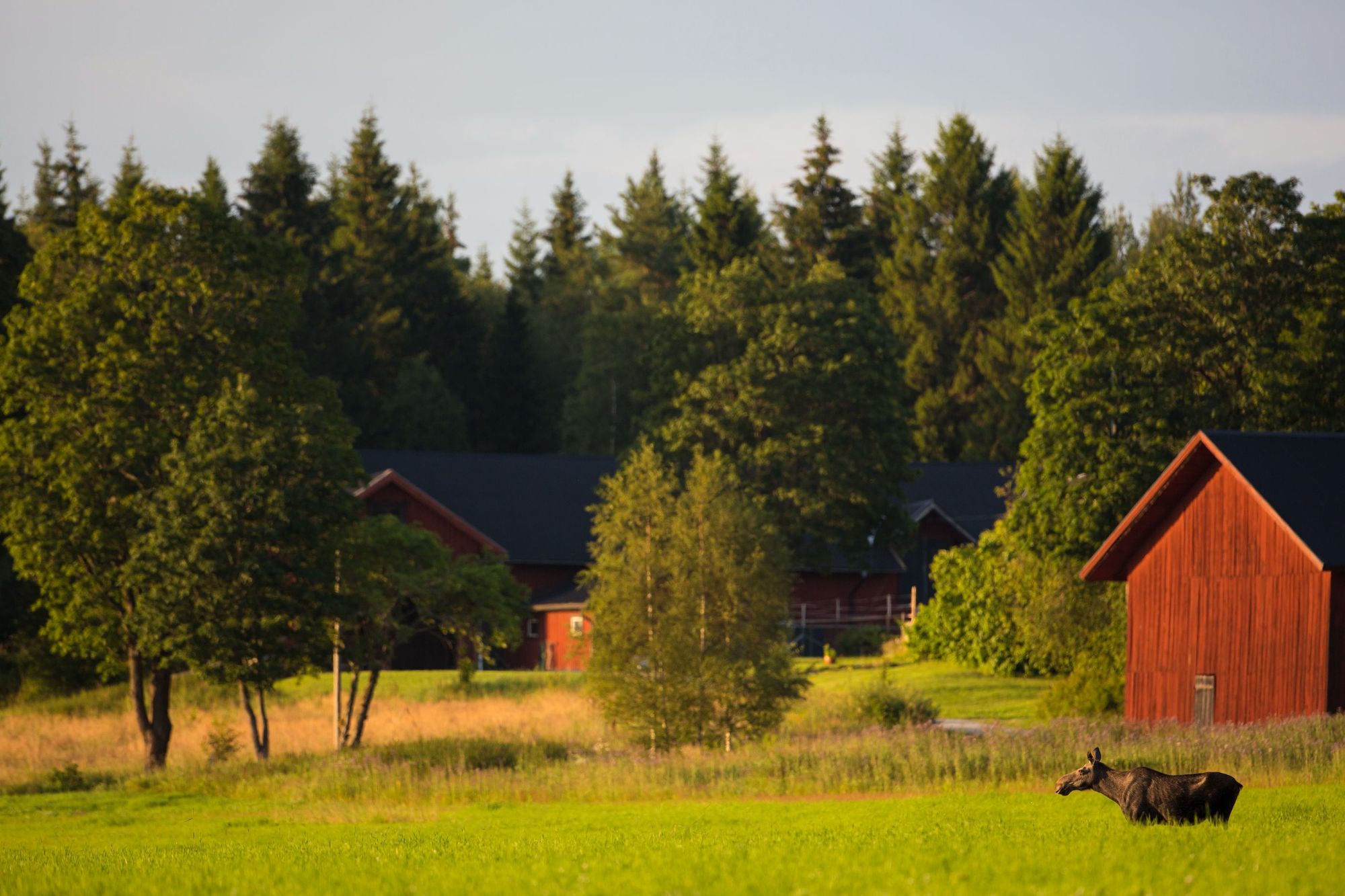 A moose wonders past the log cabins of a central Swedish forest. Photo: Marcus Westber