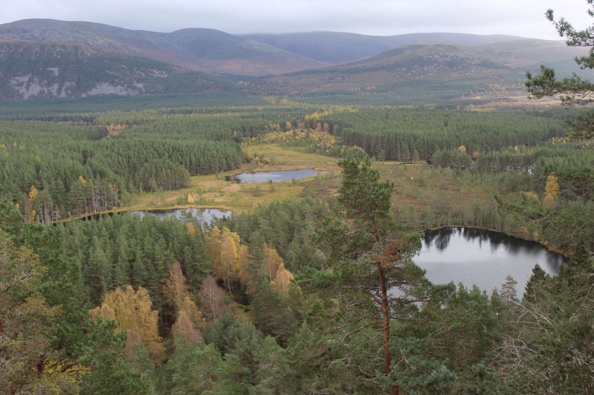 A view over Uath Lochans in the cairngorms, three small lochs, forest and mountains