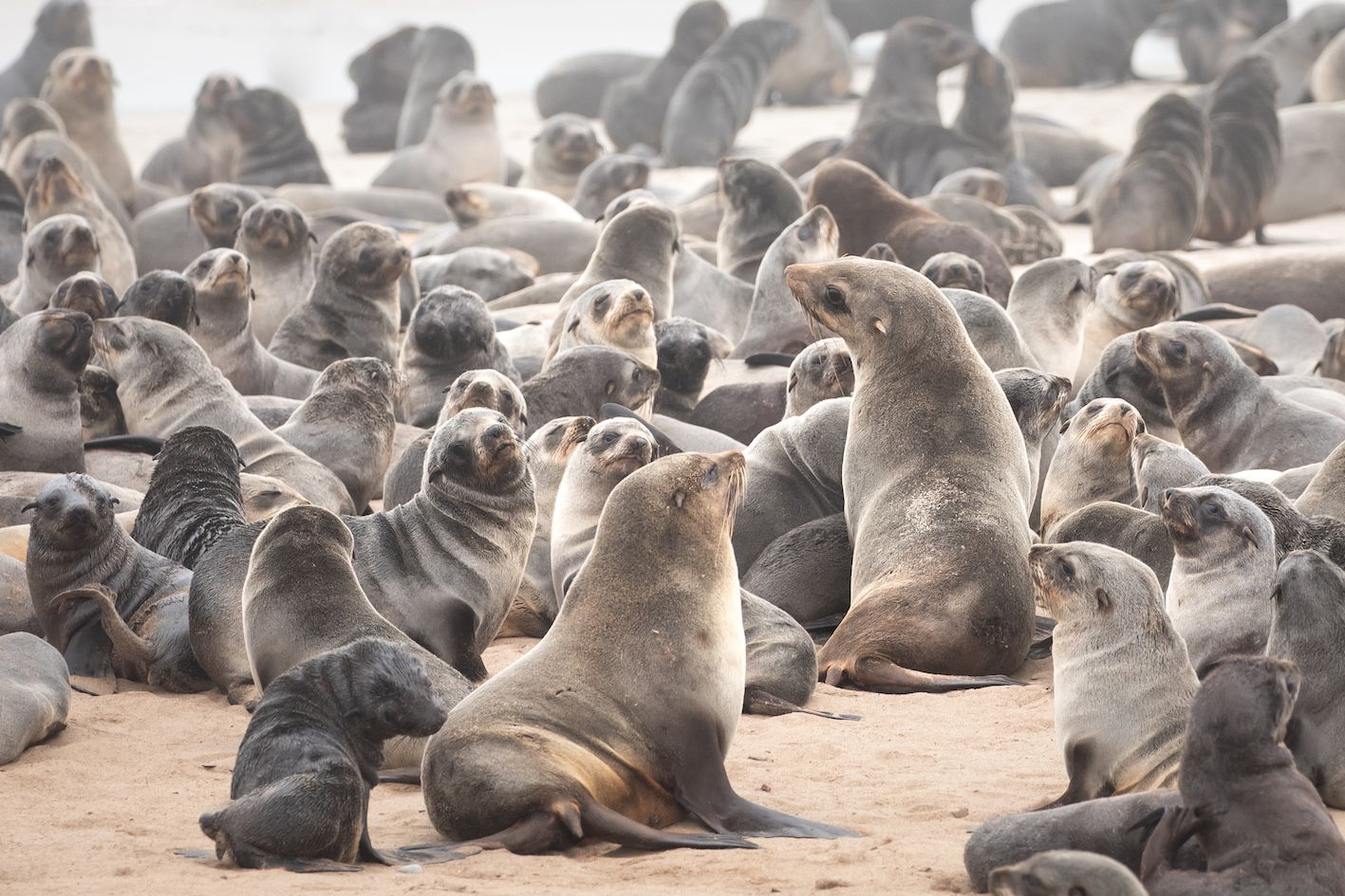 Seals at Cape Cross Seal Reserve. Photo: Getty.