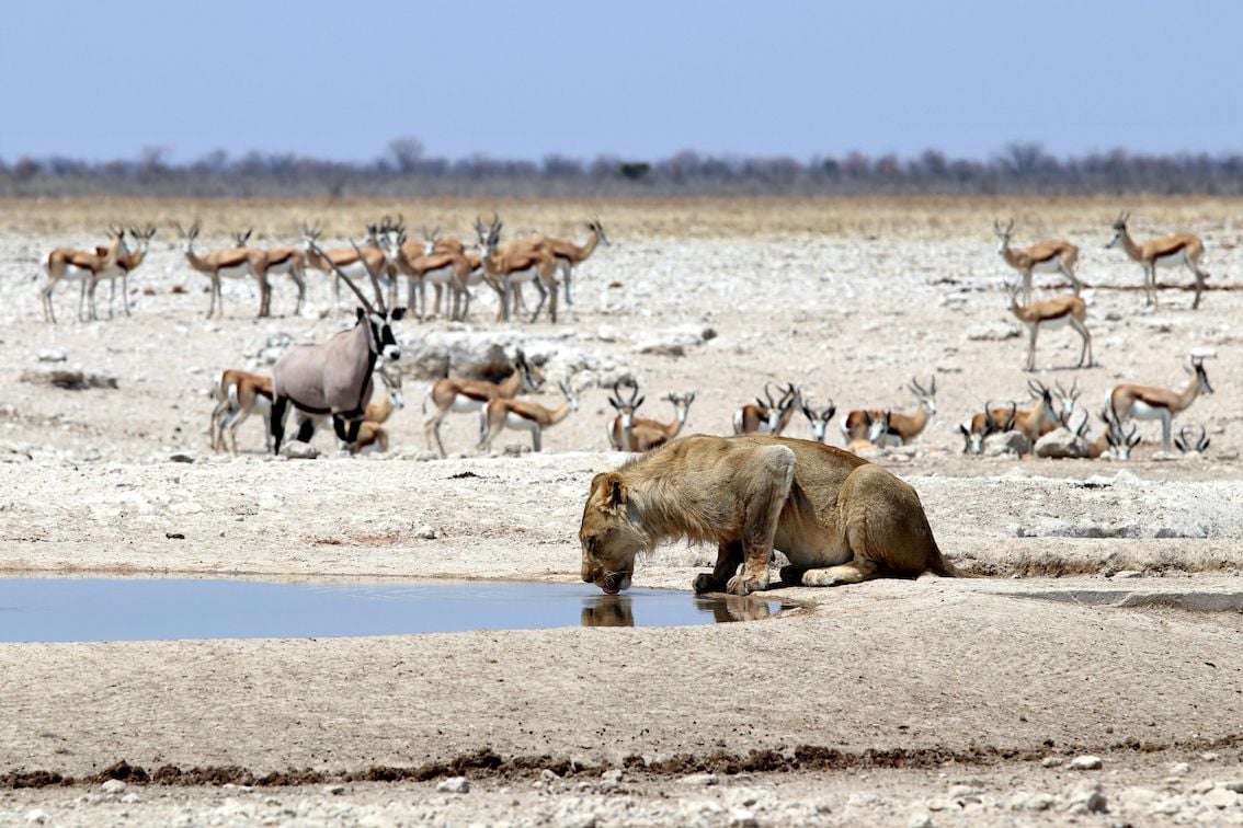 A lion drinking from a waterhole at Etosha National Park.