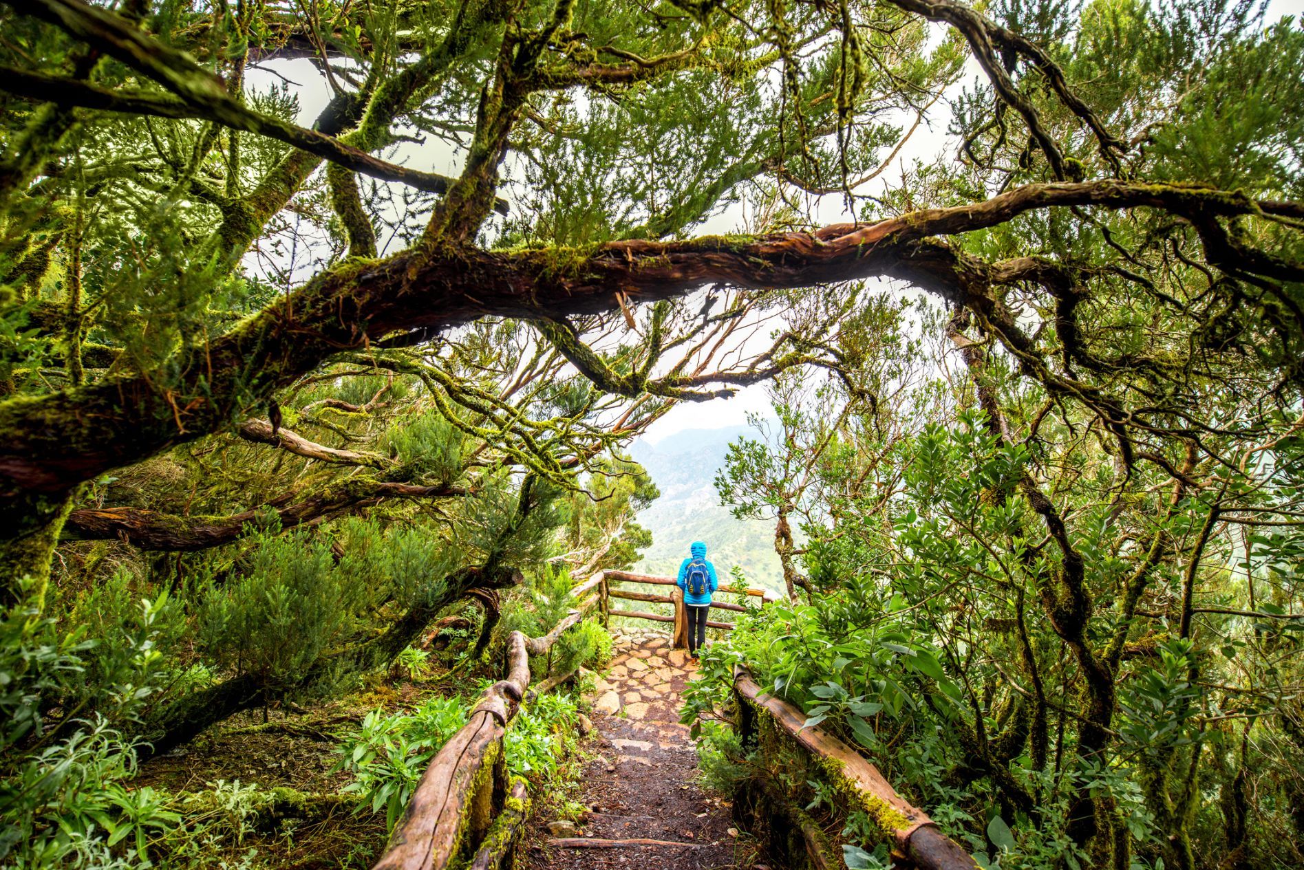 Mirador in Garajonay National Park, on the Canary Island of La Gomera