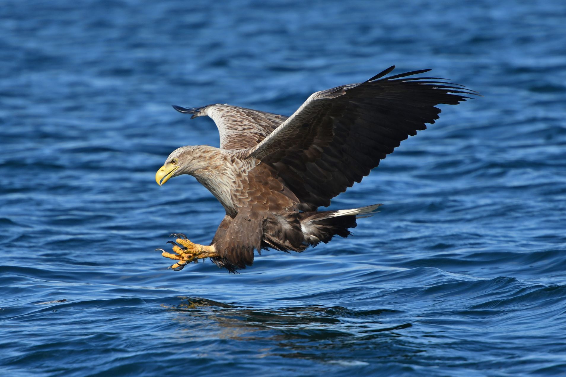sea eagles on mull